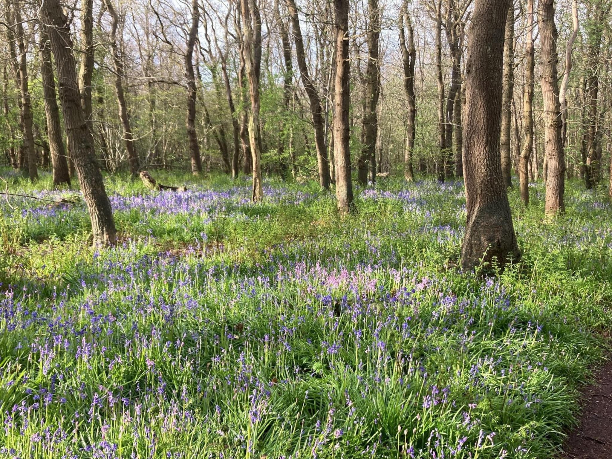 De omgeving van Belkmerduinen 05 in Sint Maartenszee