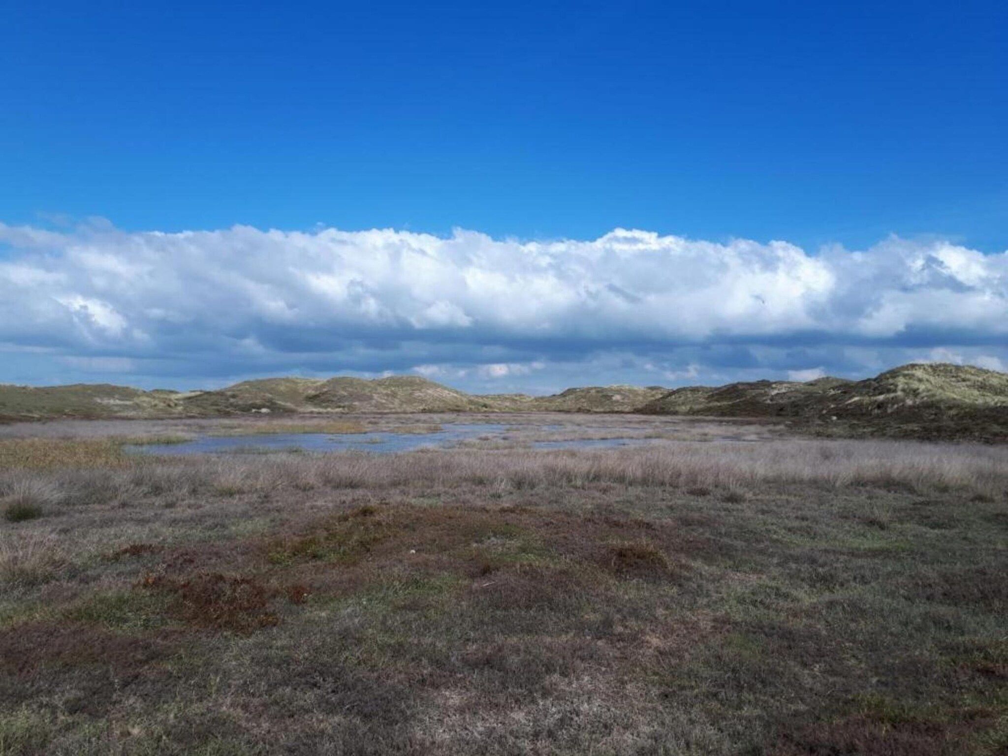 De omgeving van Campanula 171 in Sint Maartenszee