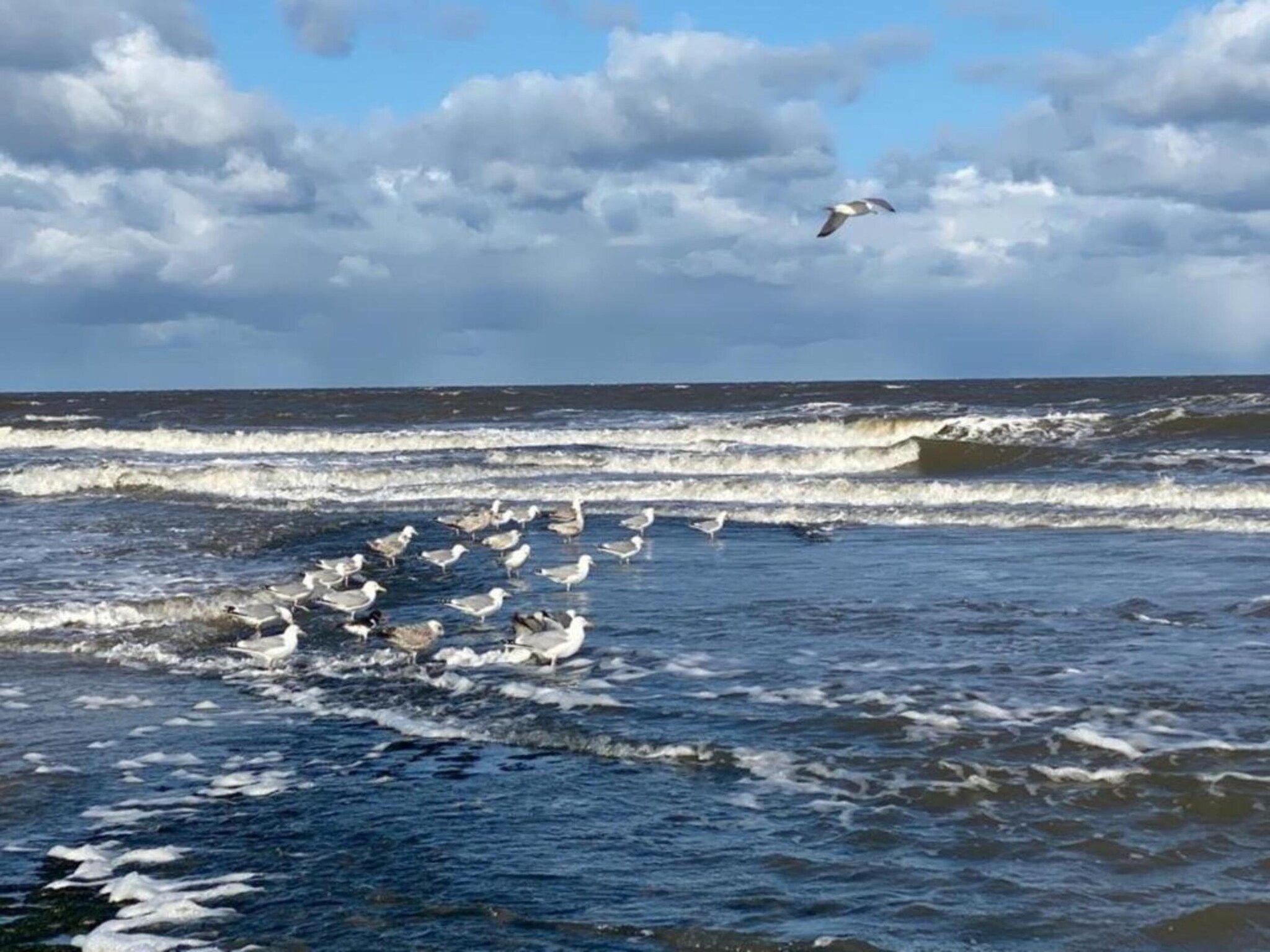 De omgeving van Campanula 171 in Sint Maartenszee