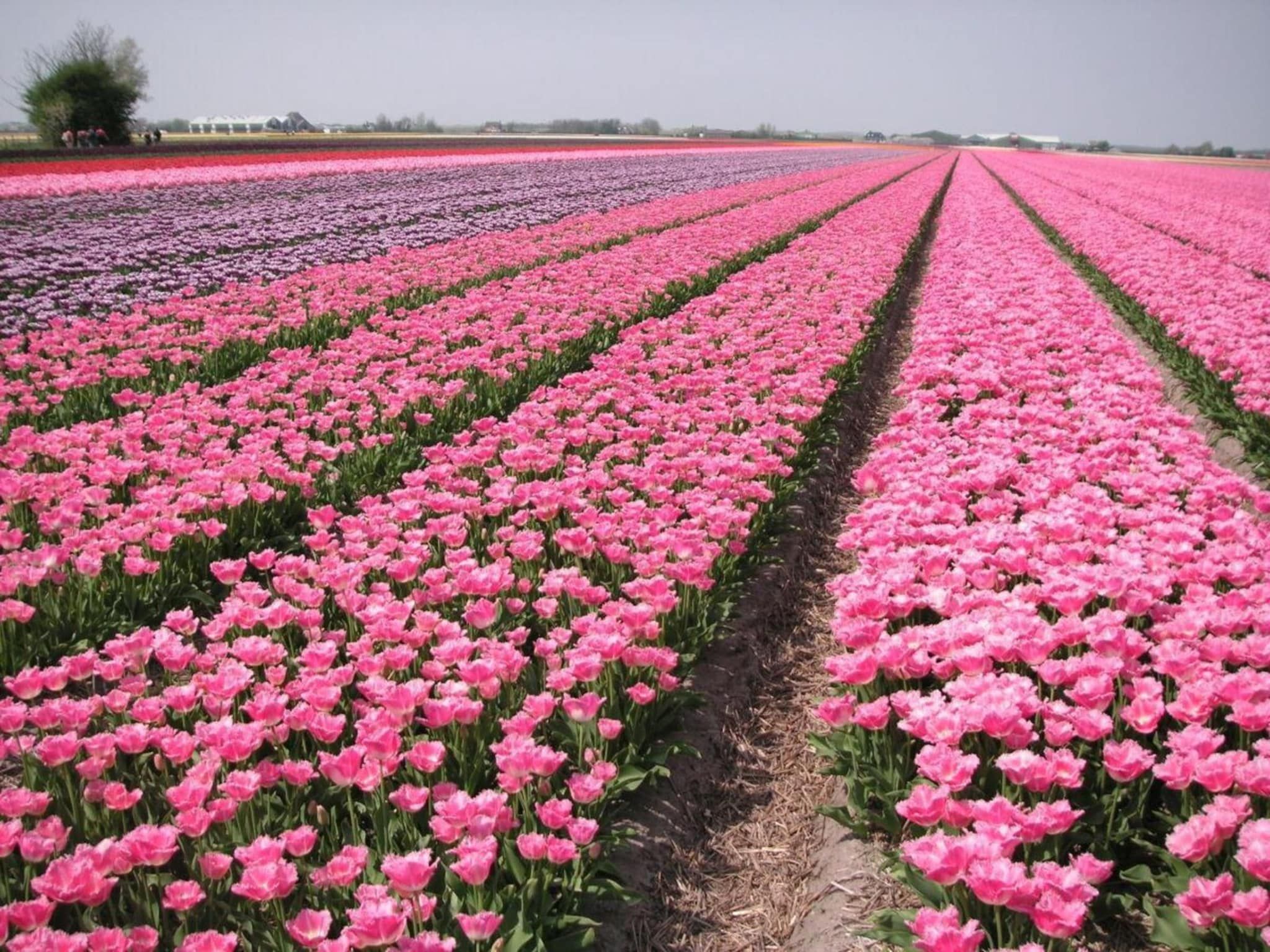 De omgeving van Bohemien 47 in Sint Maartenszee