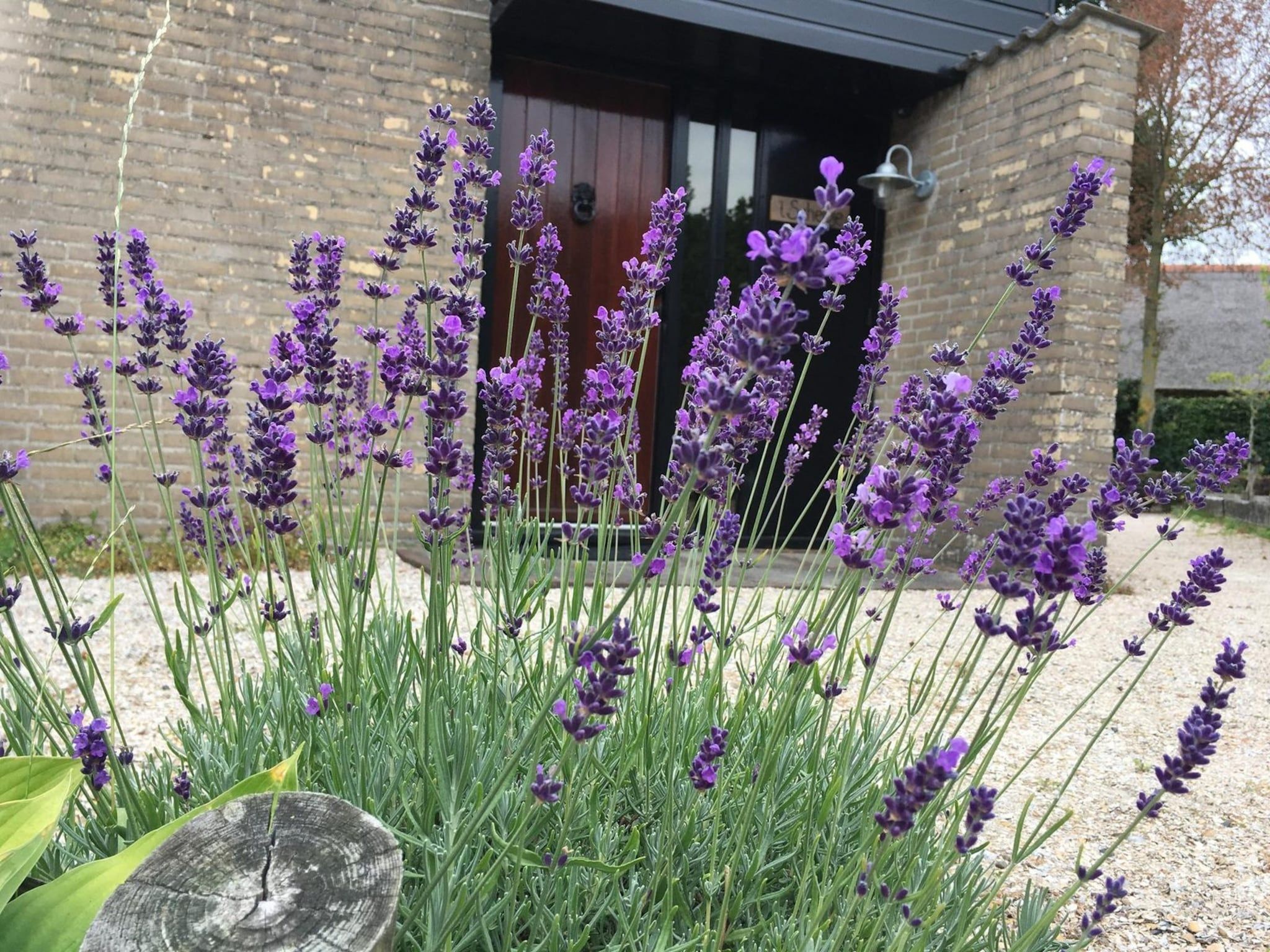 De tuin van De Schelp 07 in Sint Maartenszee