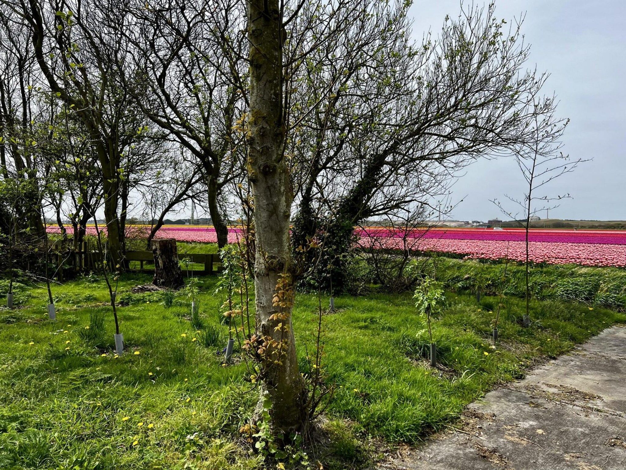 De tuin van De Schelp 27 in Sint Maartenszee