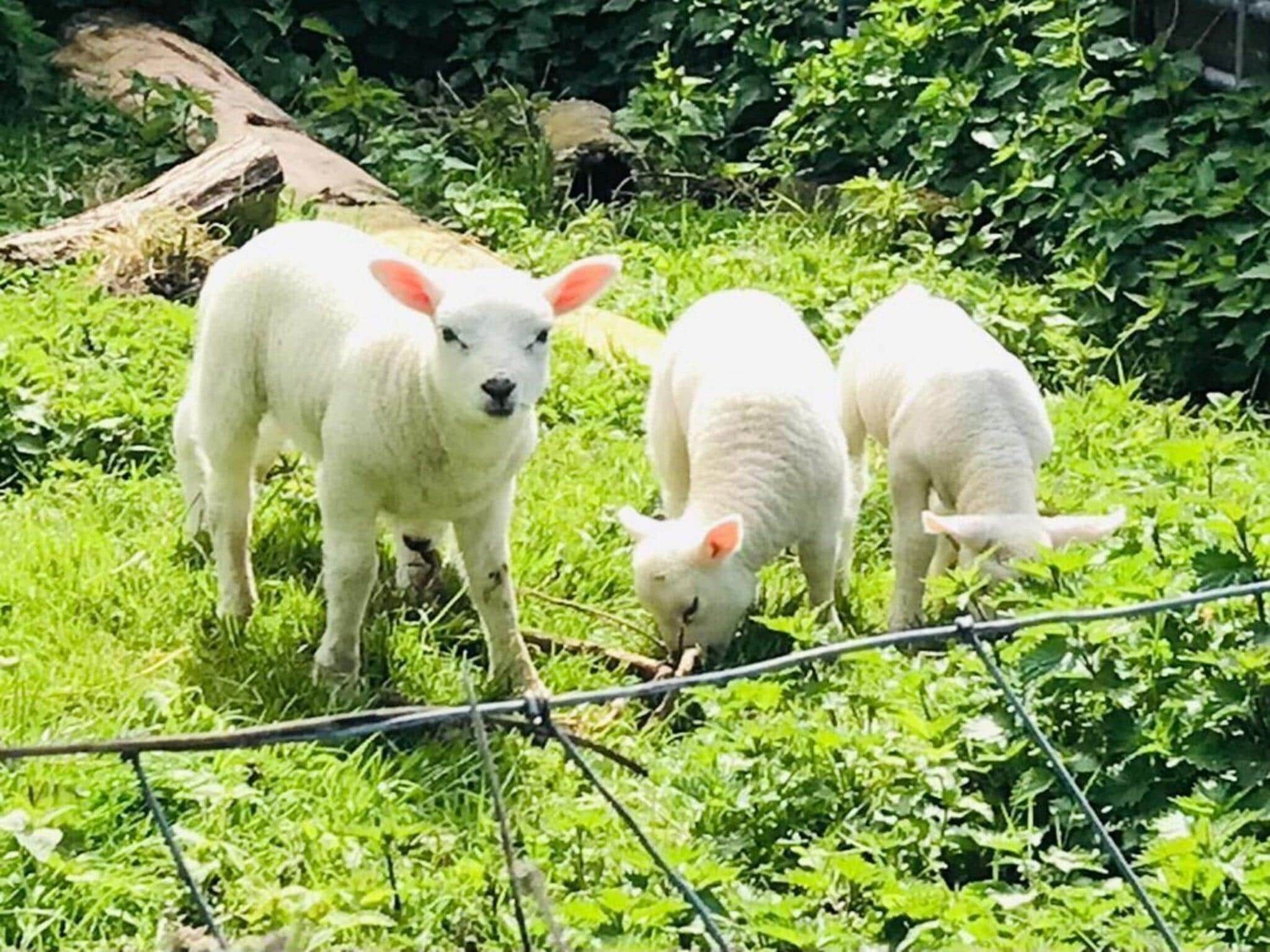 De tuin van Ruyghe Hoeck 4 in Sint Maartensbrug