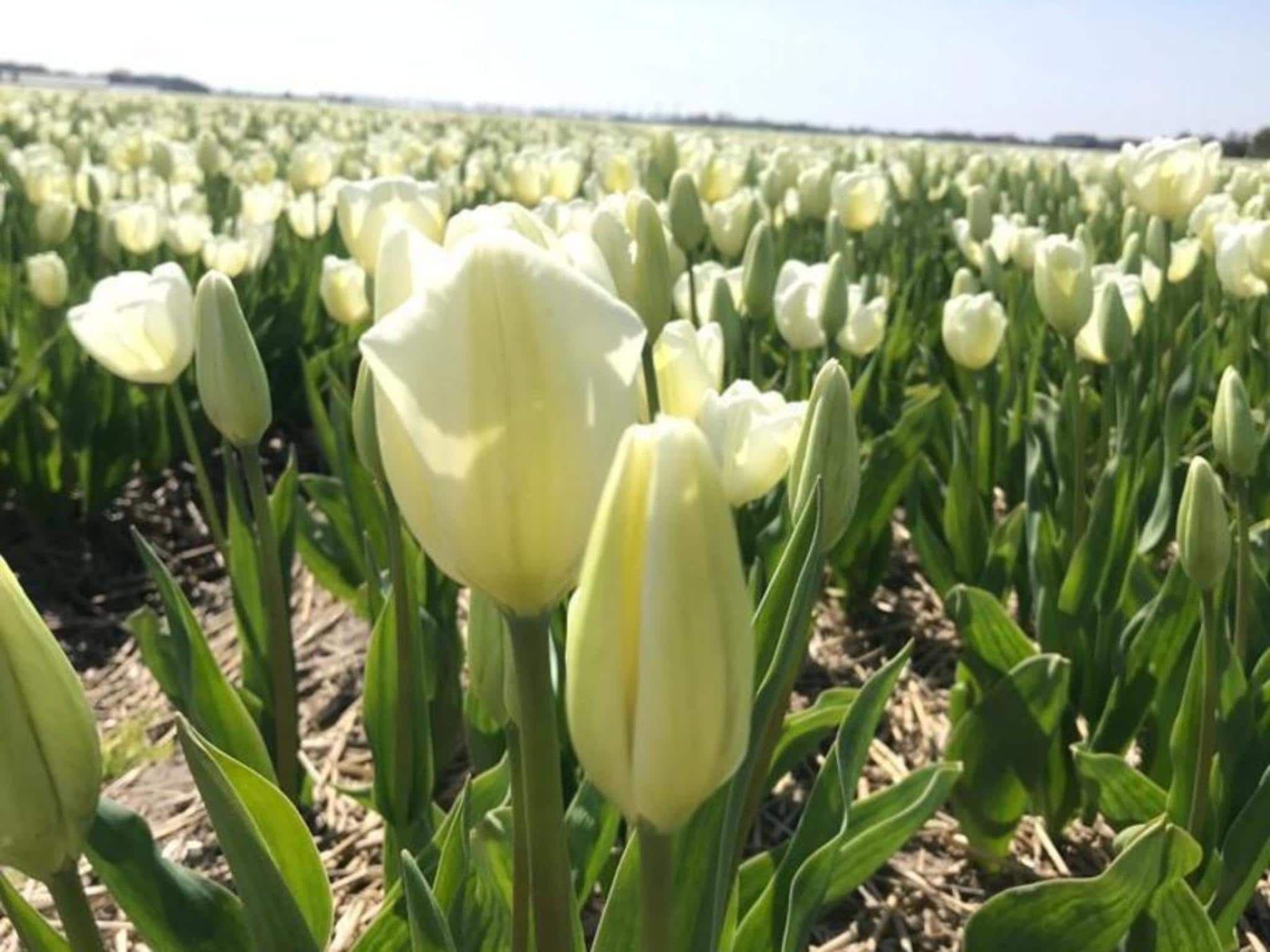 Sfeerbeeld van Ruyghe Hoeck 4 in Sint Maartensbrug