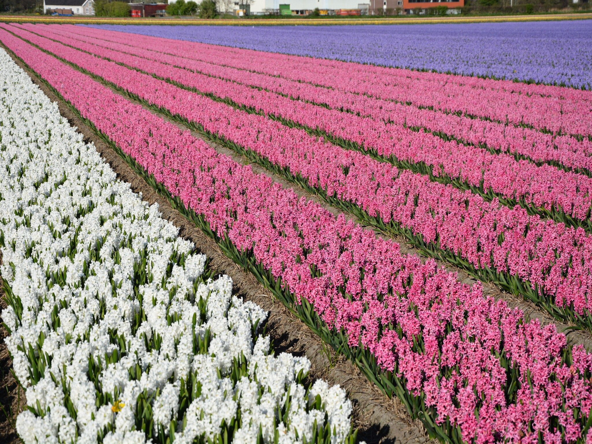 De omgeving van Constance in Noordwijkerhout