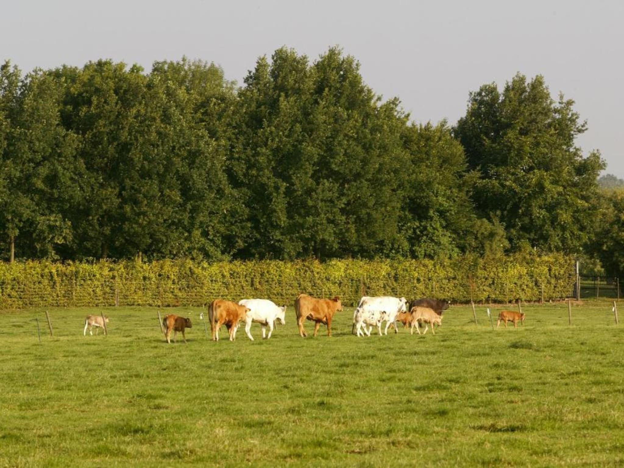 Ravenbosch - Sauna in Bemelen - Foto 38 van 40