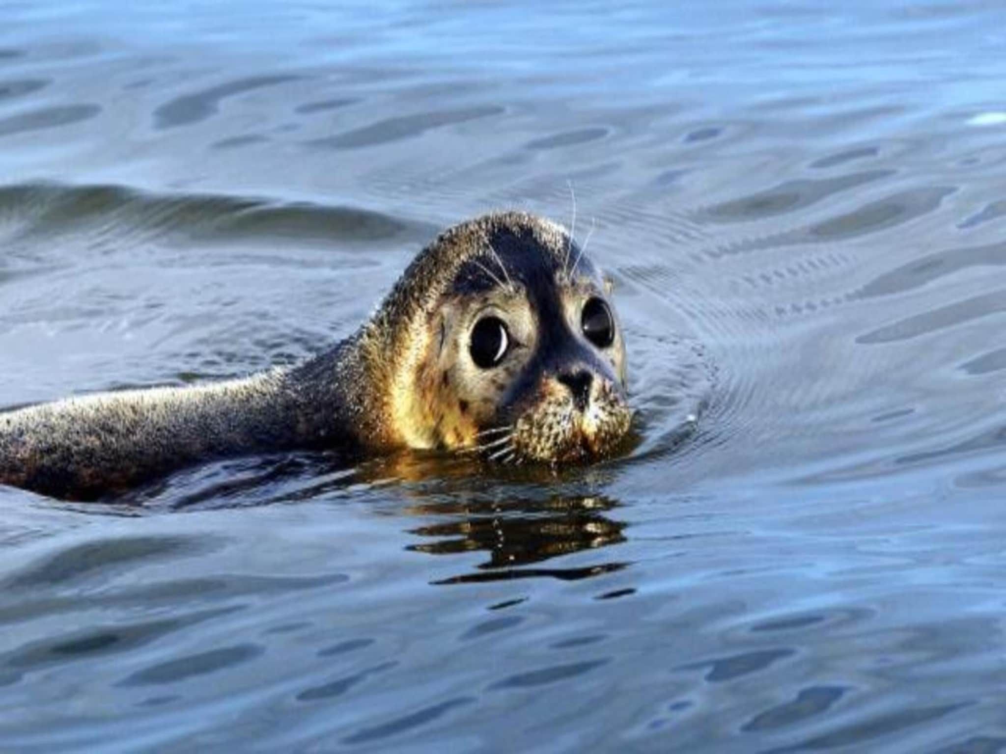 De omgeving van VT 66 in Tzummarum