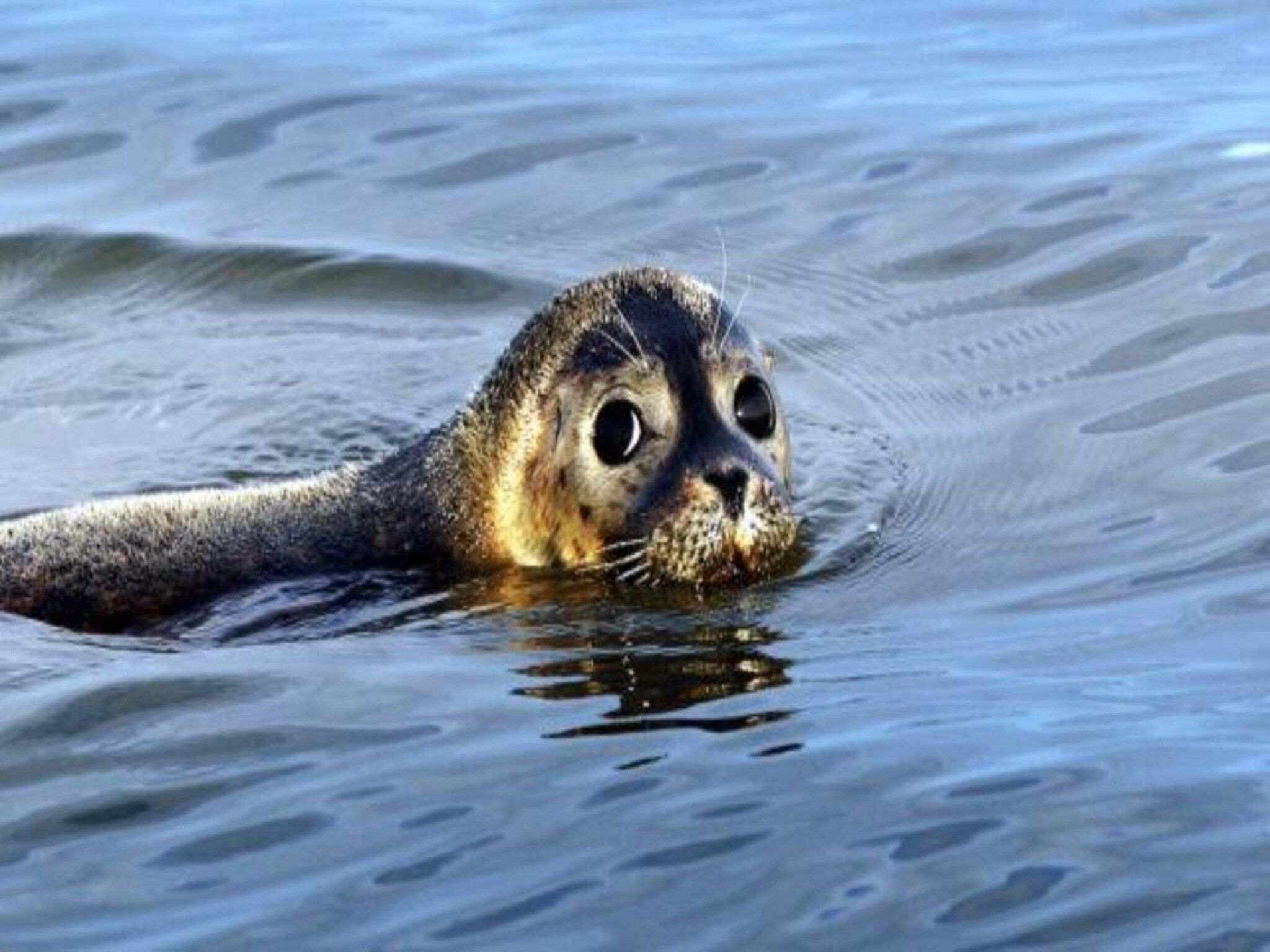 VT 151 in Tzummarum - Foto 23 van 37