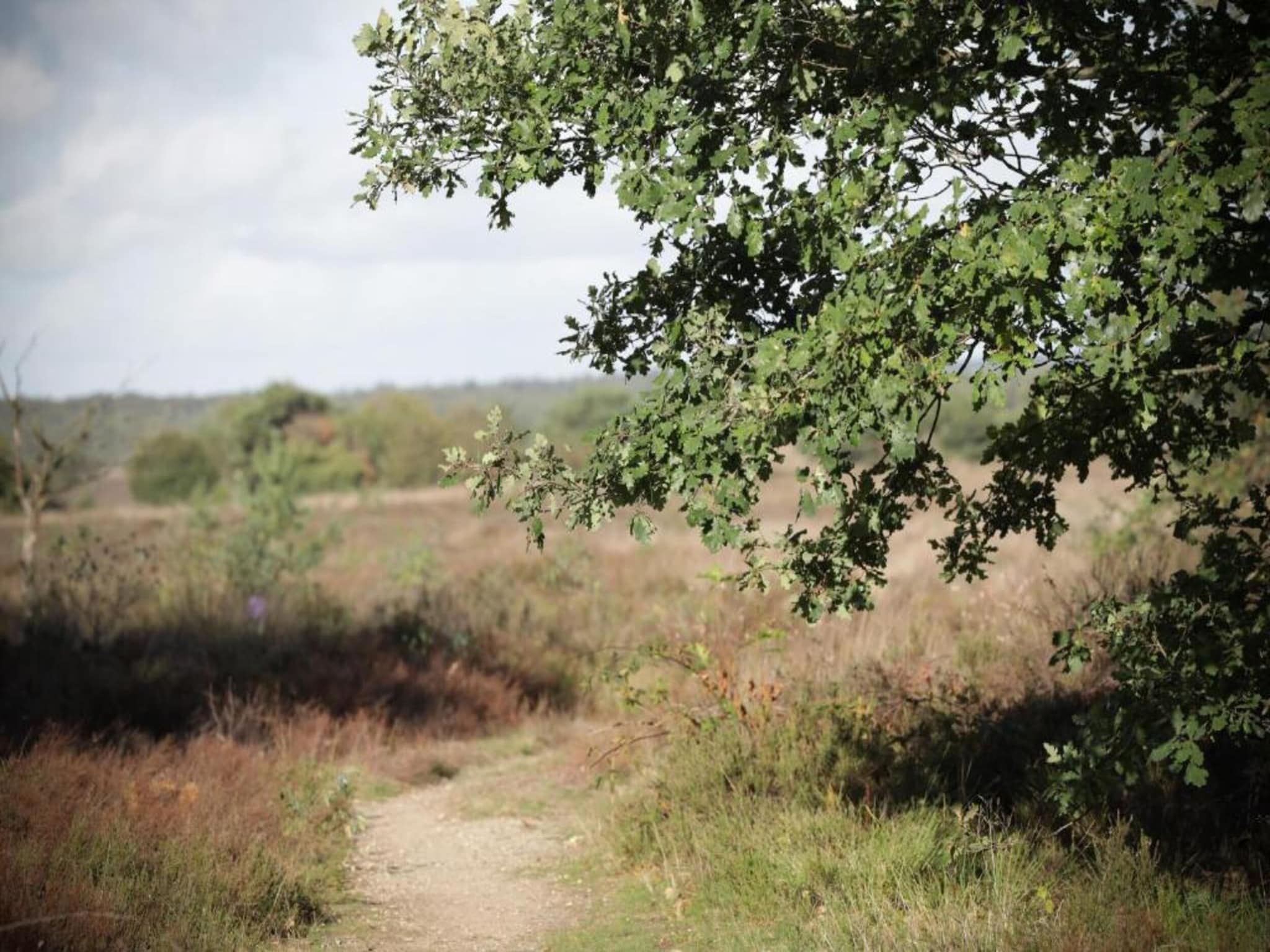 De omgeving van Heivlinder 4p in Ermelo