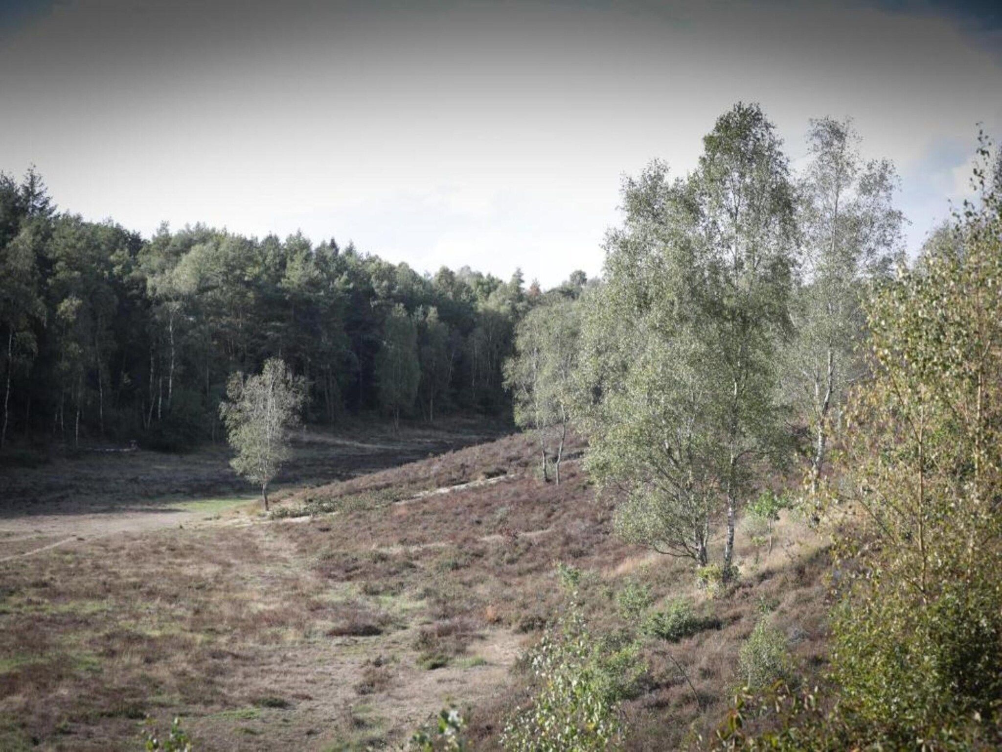 De omgeving van Heivlinder 4p in Ermelo