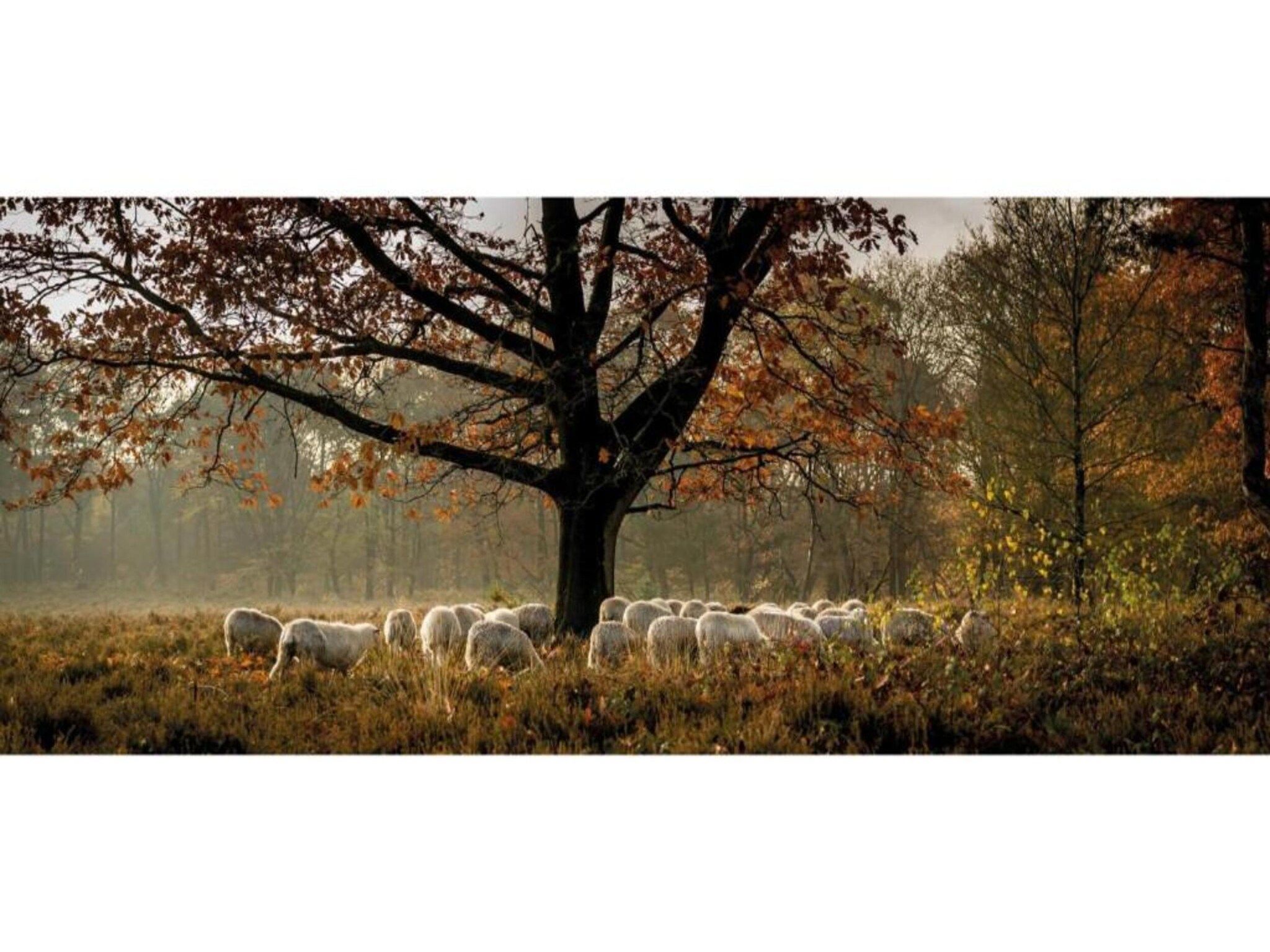 De omgeving van Heivlinder 4p in Ermelo