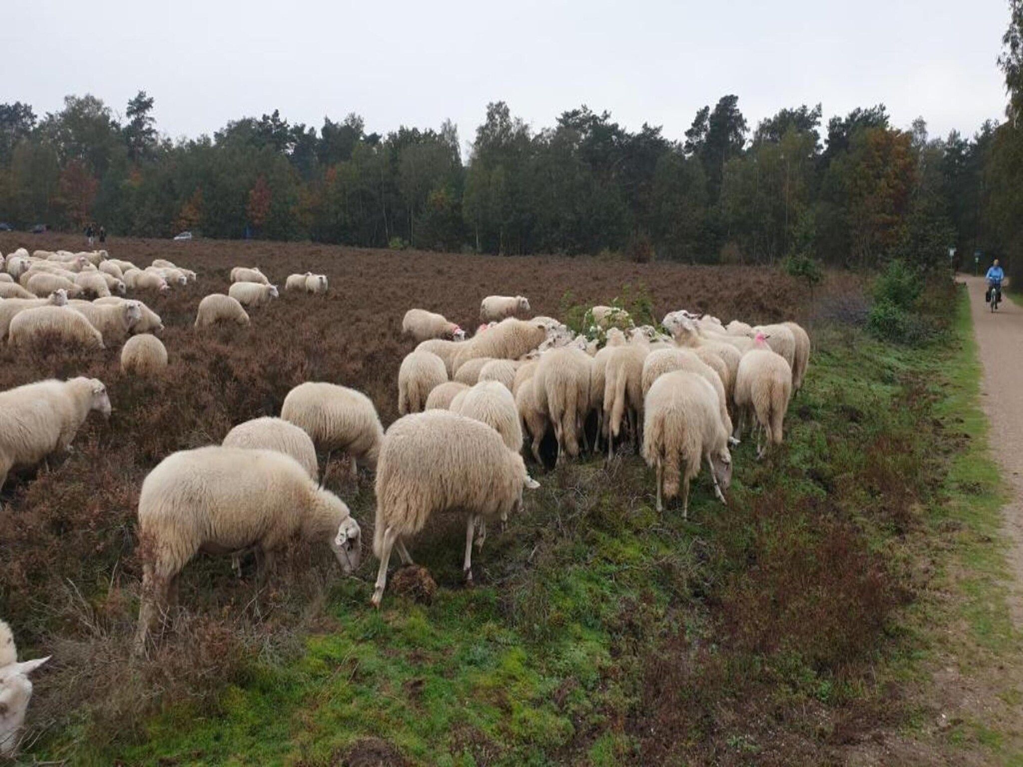 De omgeving van Heivlinder 4+2p in Ermelo