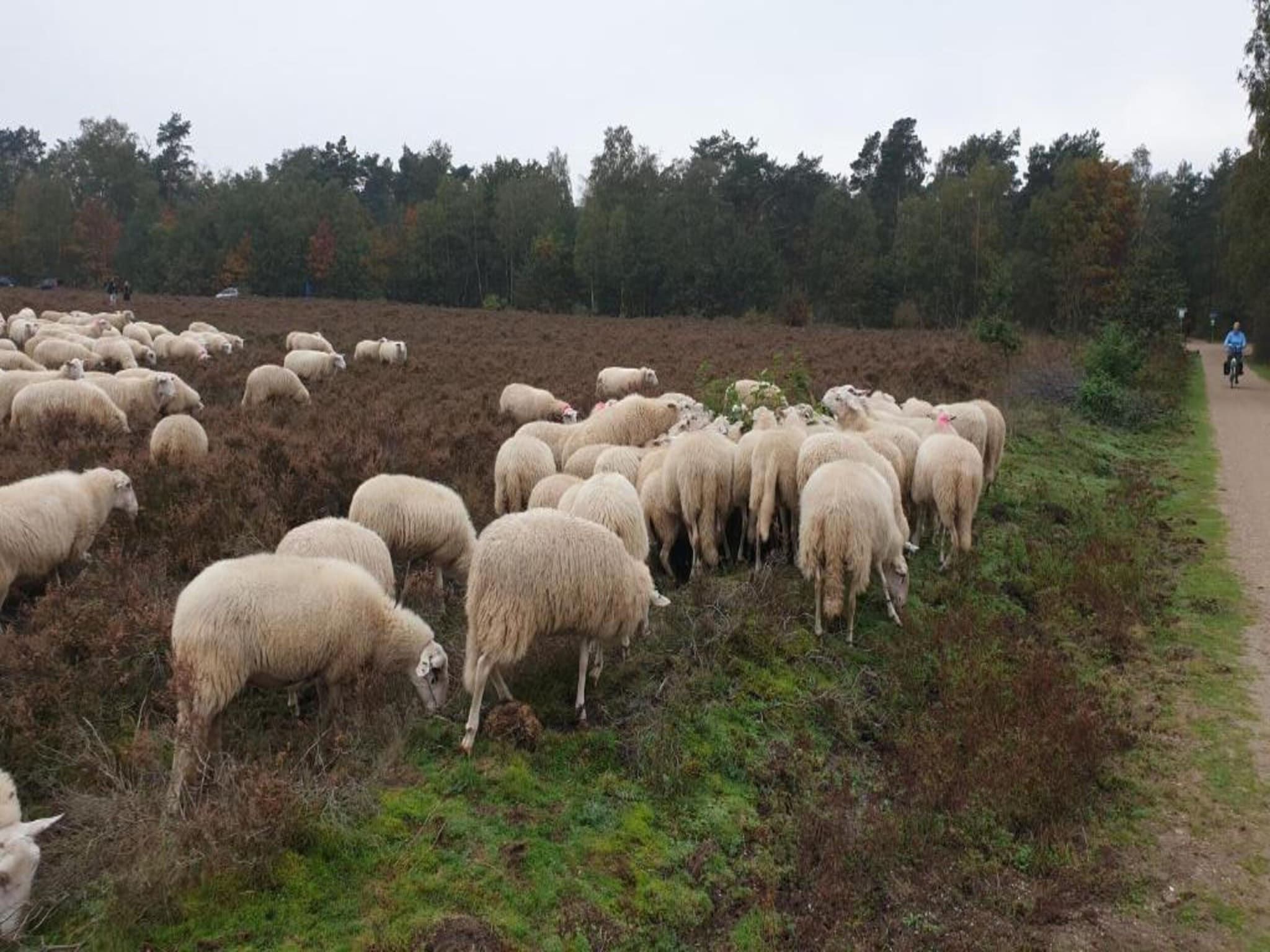 De omgeving van Vlindervallei Studio 2p in Ermelo