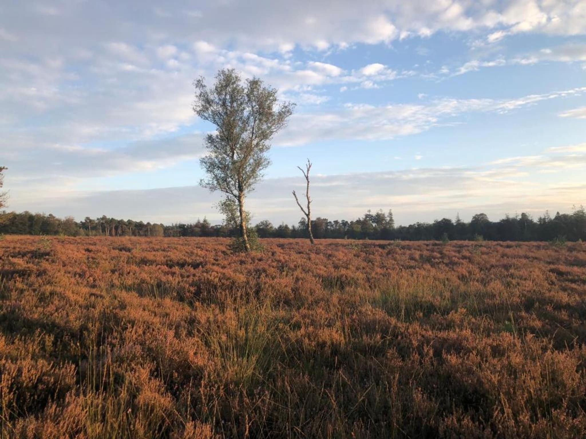 De omgeving van Vlindervallei Studio 2p in Ermelo