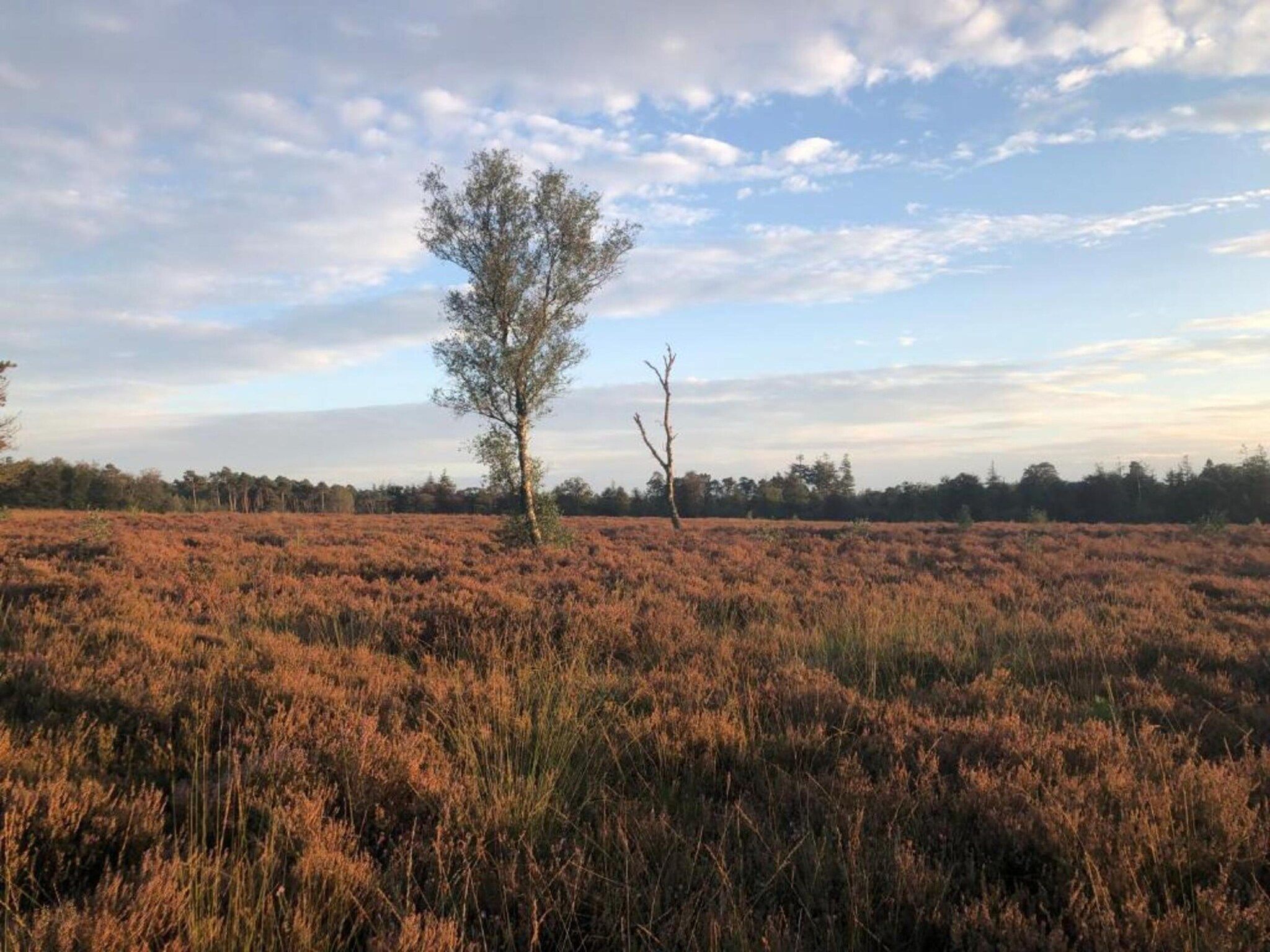 De omgeving van Heivlinder Comfort 4p in Ermelo
