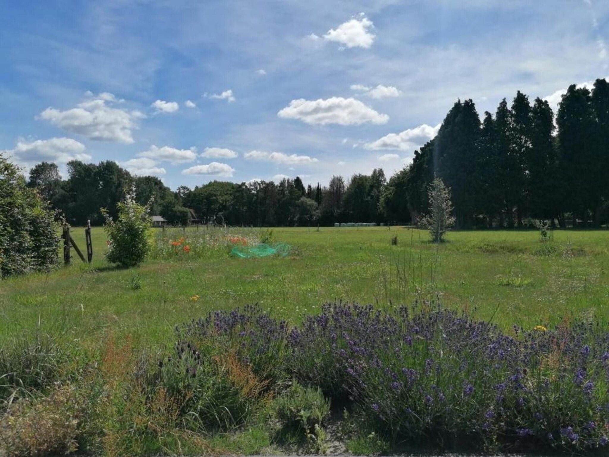 De omgeving van Heivlinder Comfort 4+2p in Ermelo