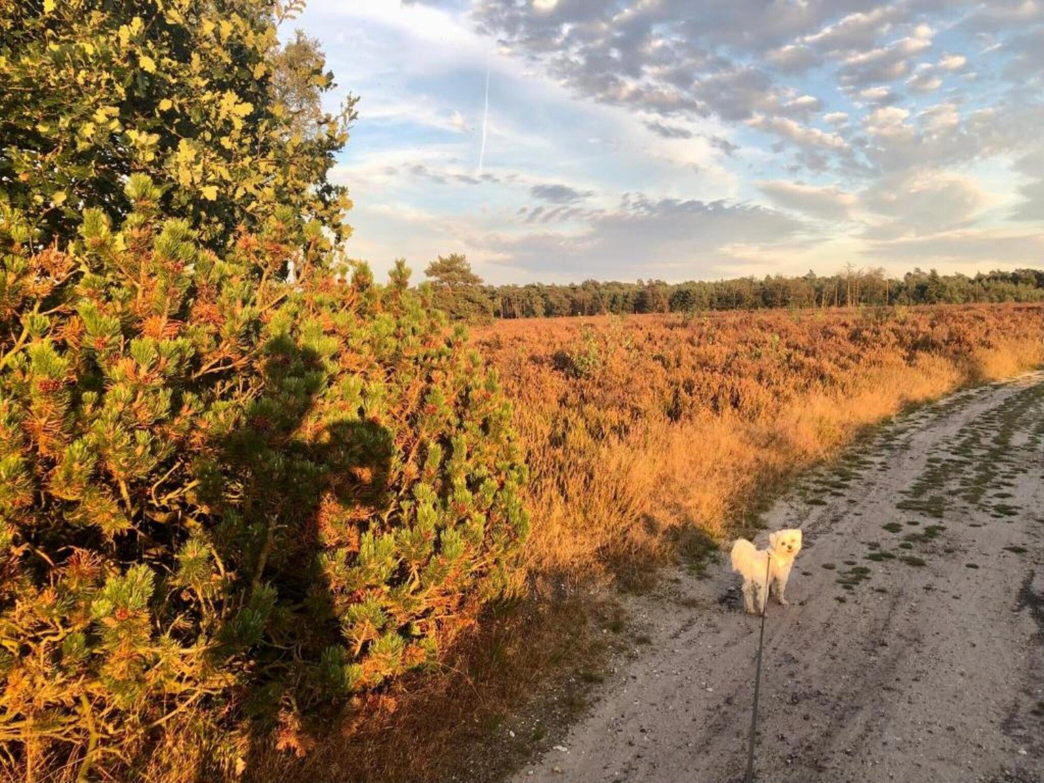 De omgeving van Heivlinder Comfort 4+2p in Ermelo