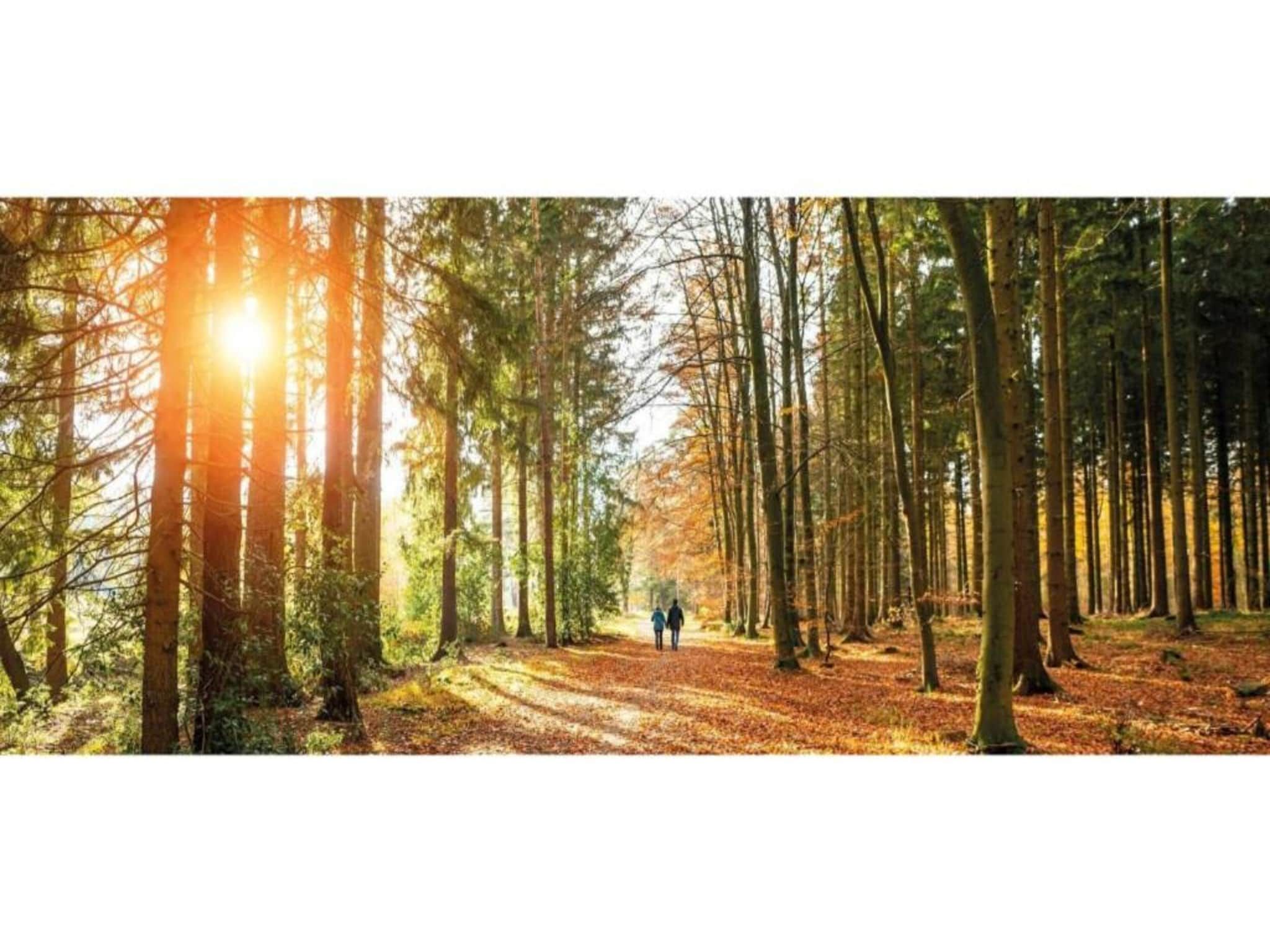 De omgeving van Heivlinder Comfort 4+2p in Ermelo