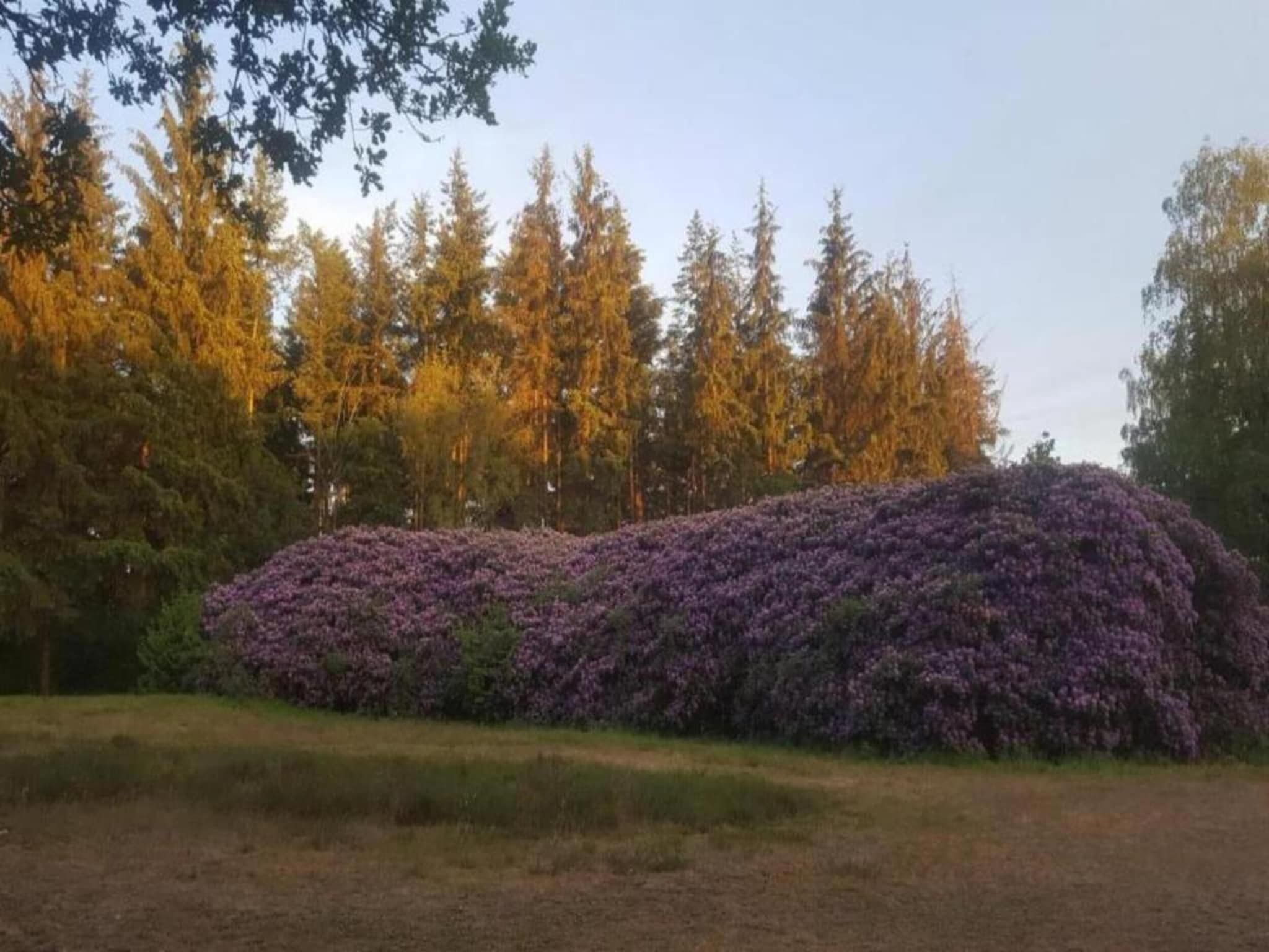 De omgeving van Heivlinder Comfort 4+2p in Ermelo