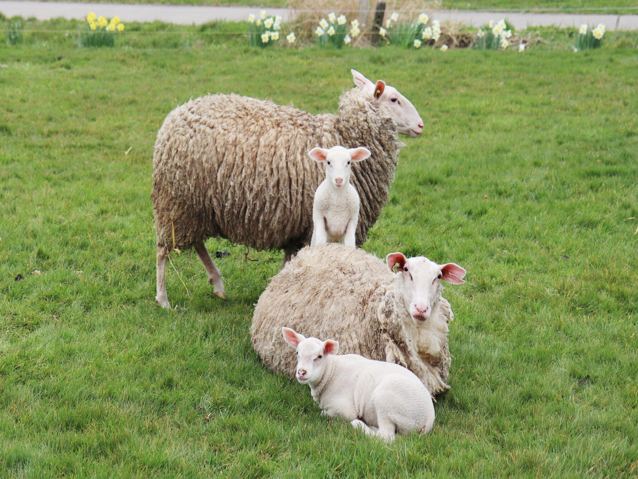 Grutto in Tjerkgaast - Foto 22 van 28