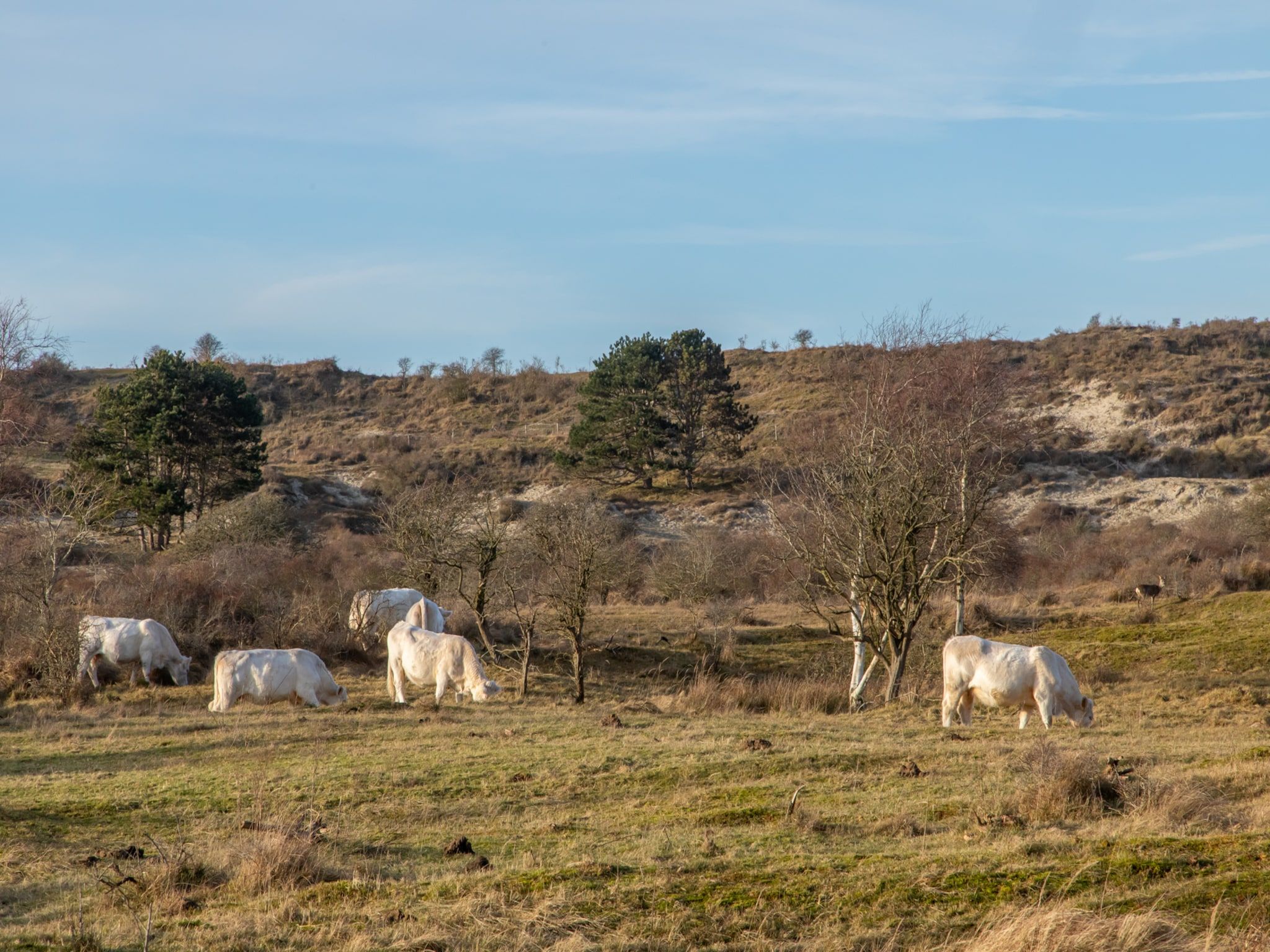 De buitenkant van Chalet - Camping de Duinhoeve 'Bosdier' in Burgh-Haamstede
