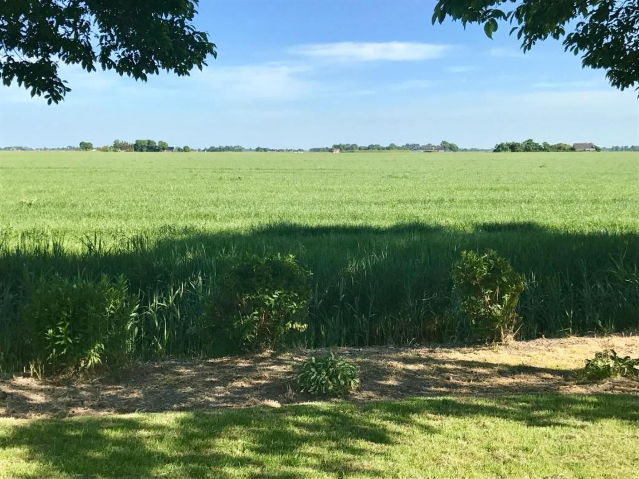 De omgeving van Bargereed 90 in Tzummarum