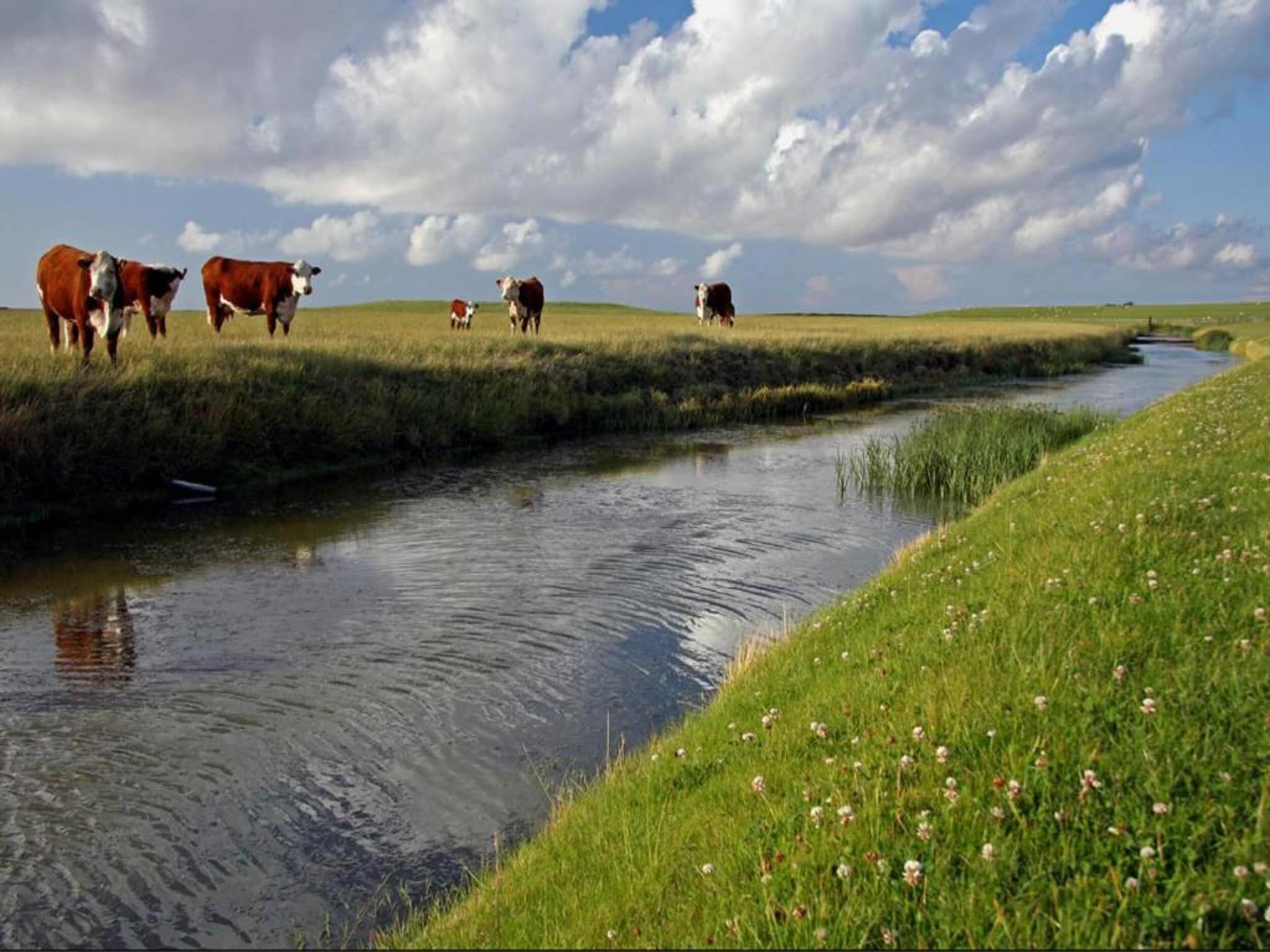 De omgeving van Bargereed 90 in Tzummarum