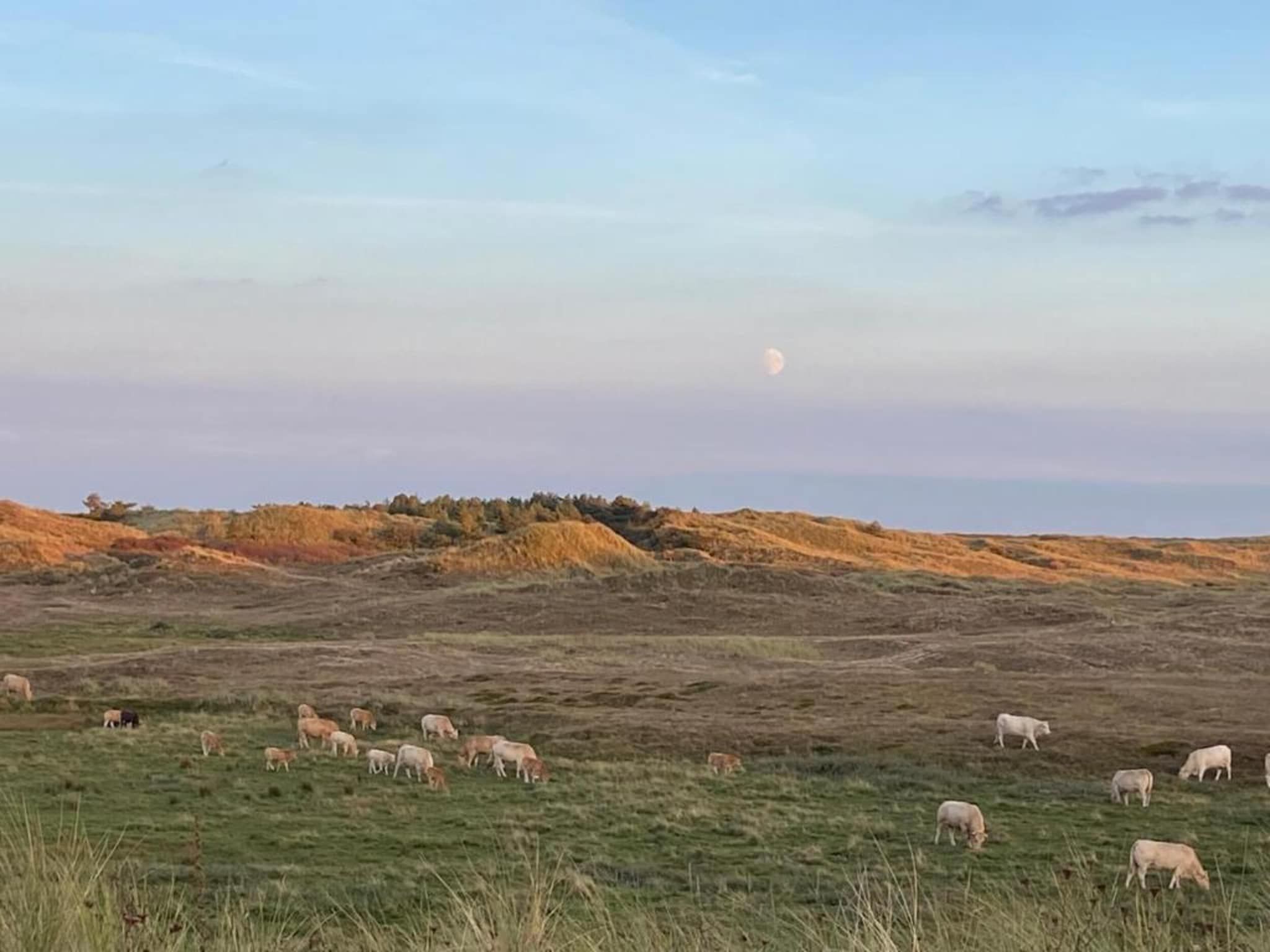 De omgeving van Campanula 120 in Sint Maartenszee
