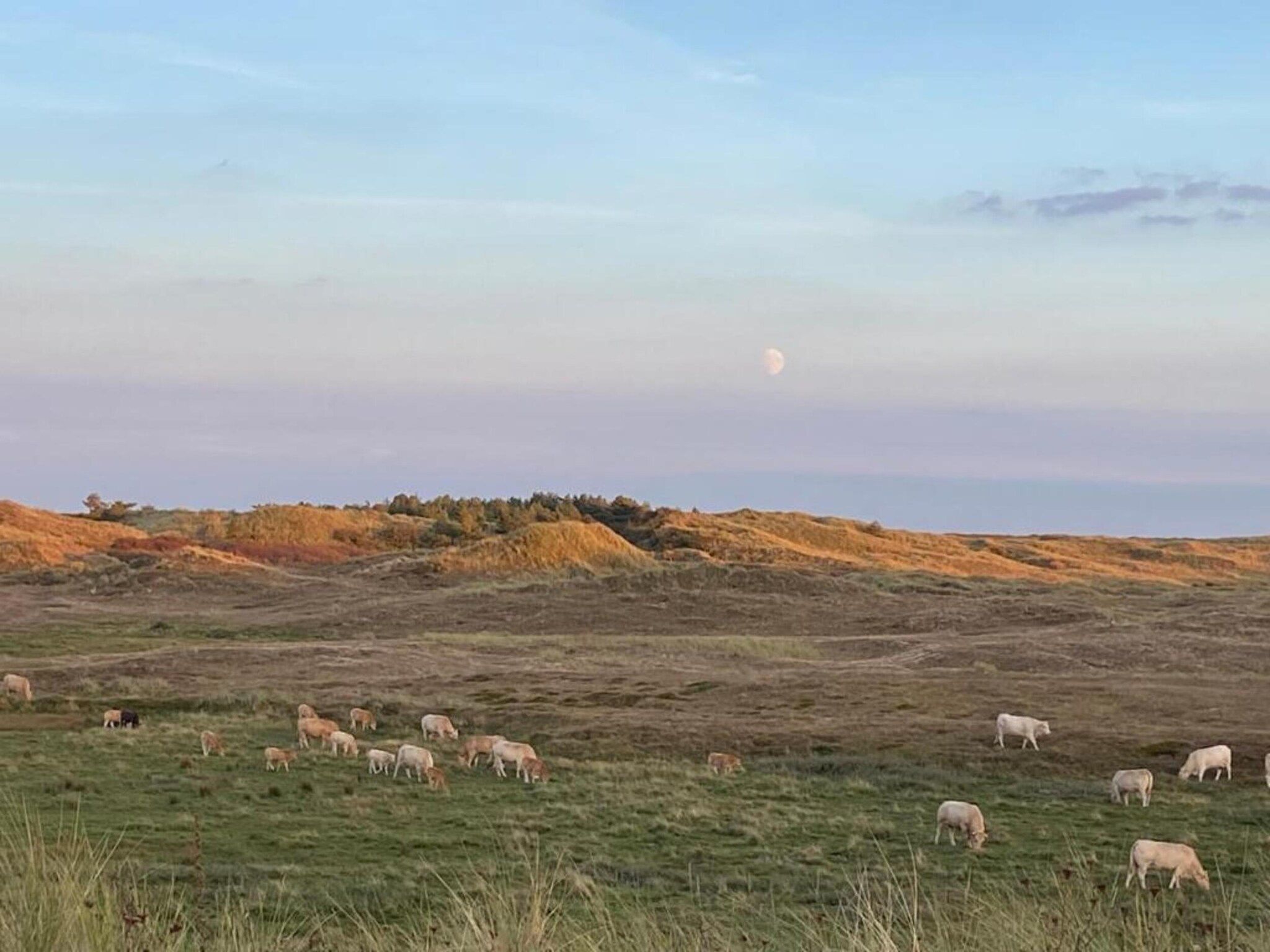 De omgeving van Wildrijk 141 in Sint Maartenszee