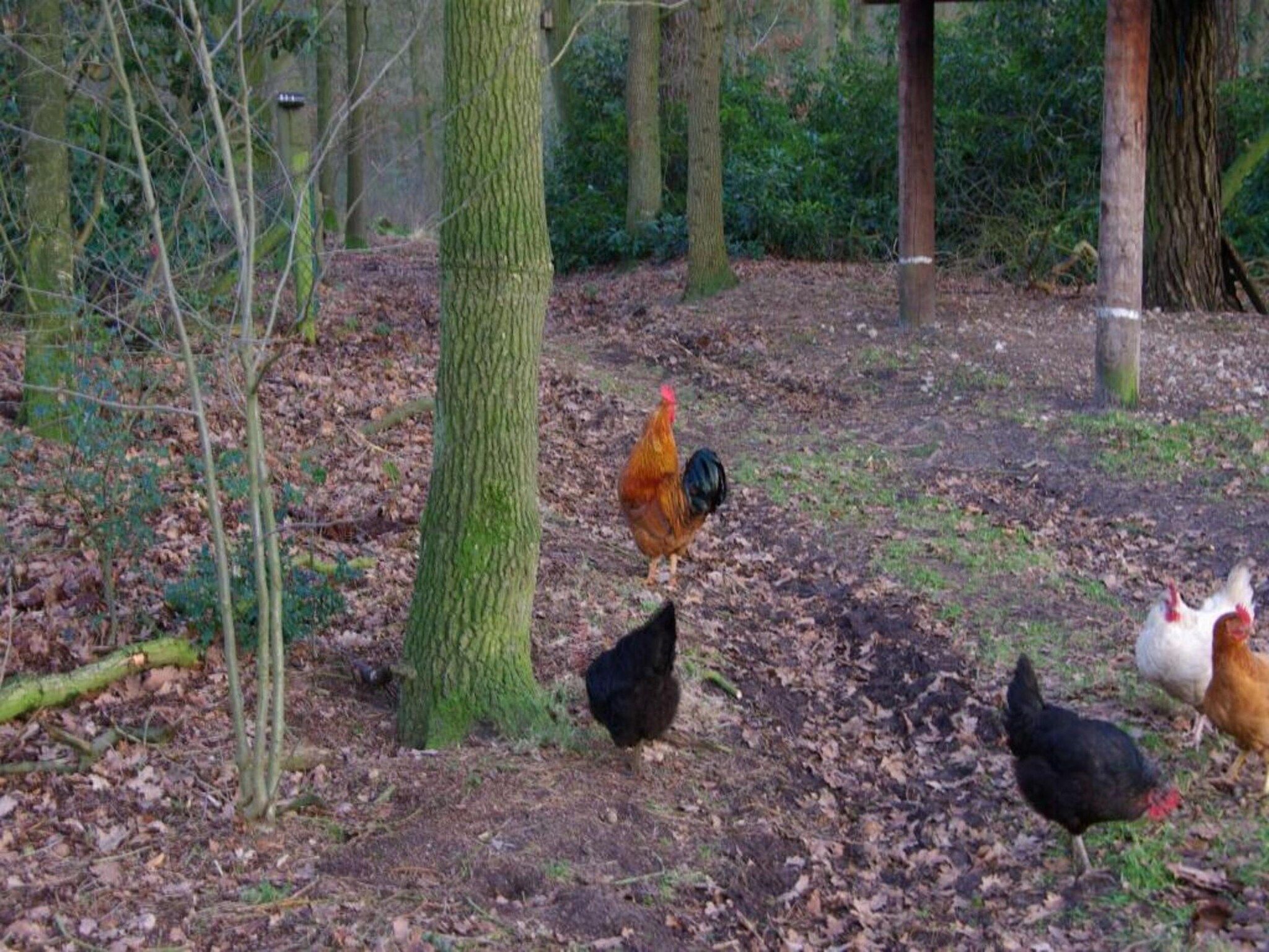 Chalet Egel in Hengelo - Foto 24 van 33