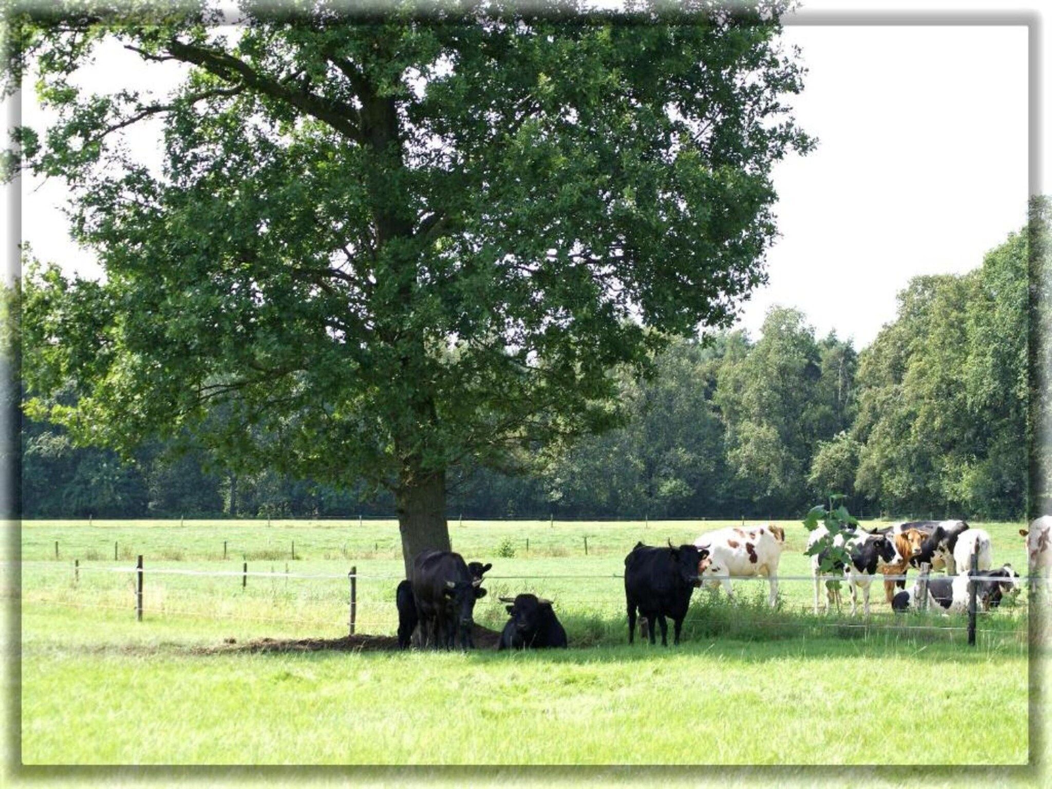 Chalet Egel in Hengelo - Foto 26 van 33