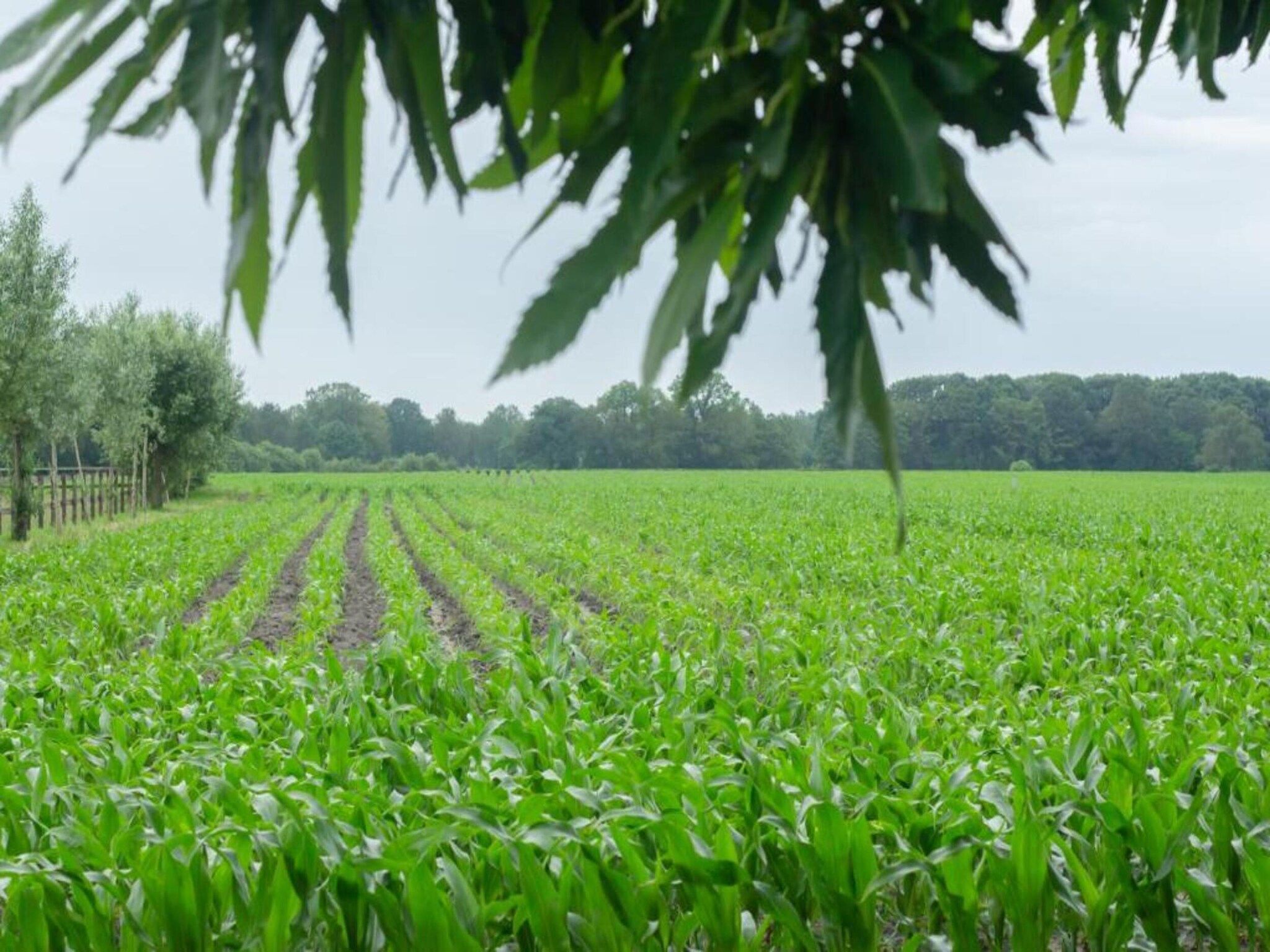 Chalet Egel in Hengelo - Foto 27 van 33