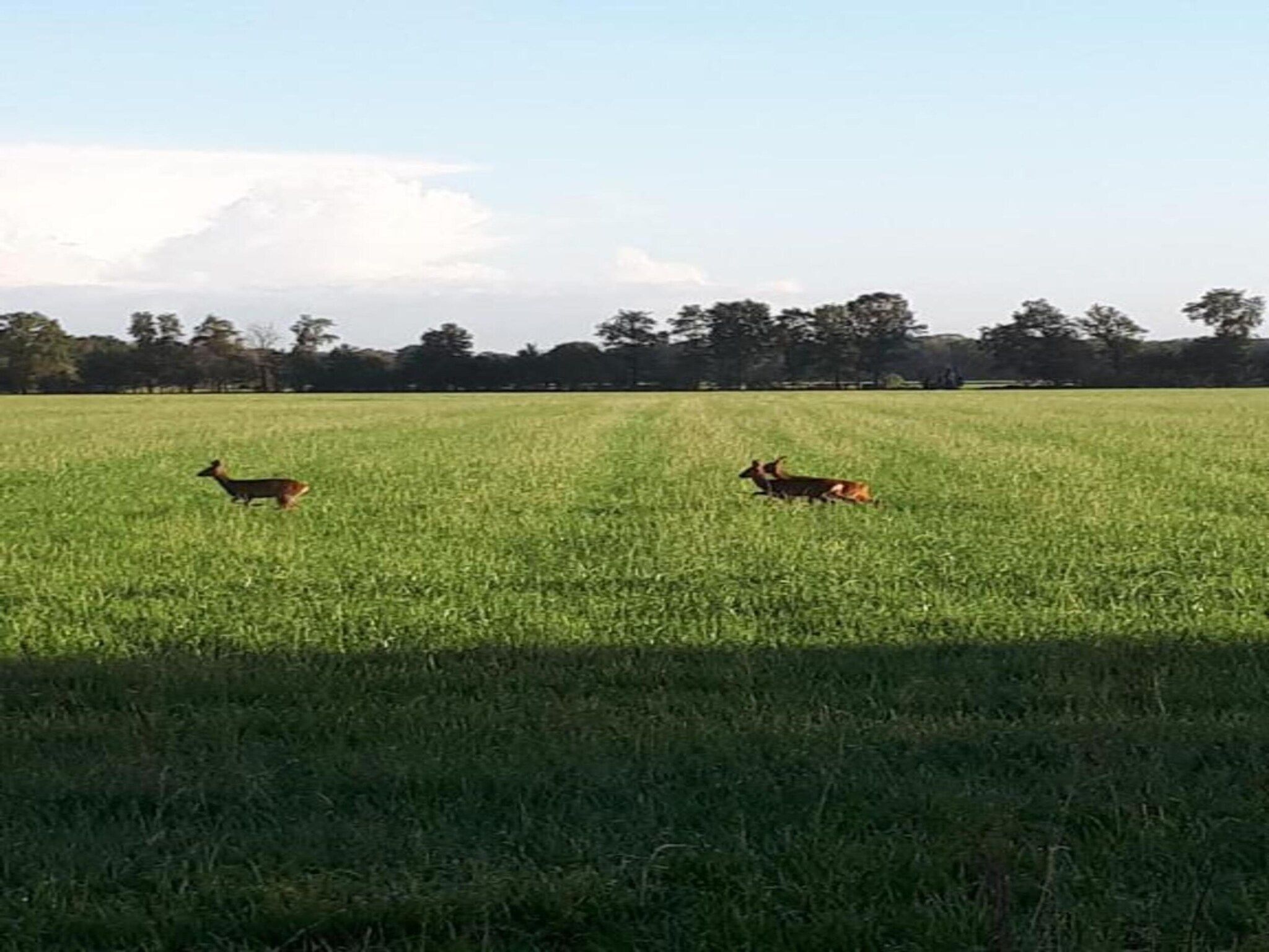 Chalet Egel in Hengelo - Foto 15 van 33