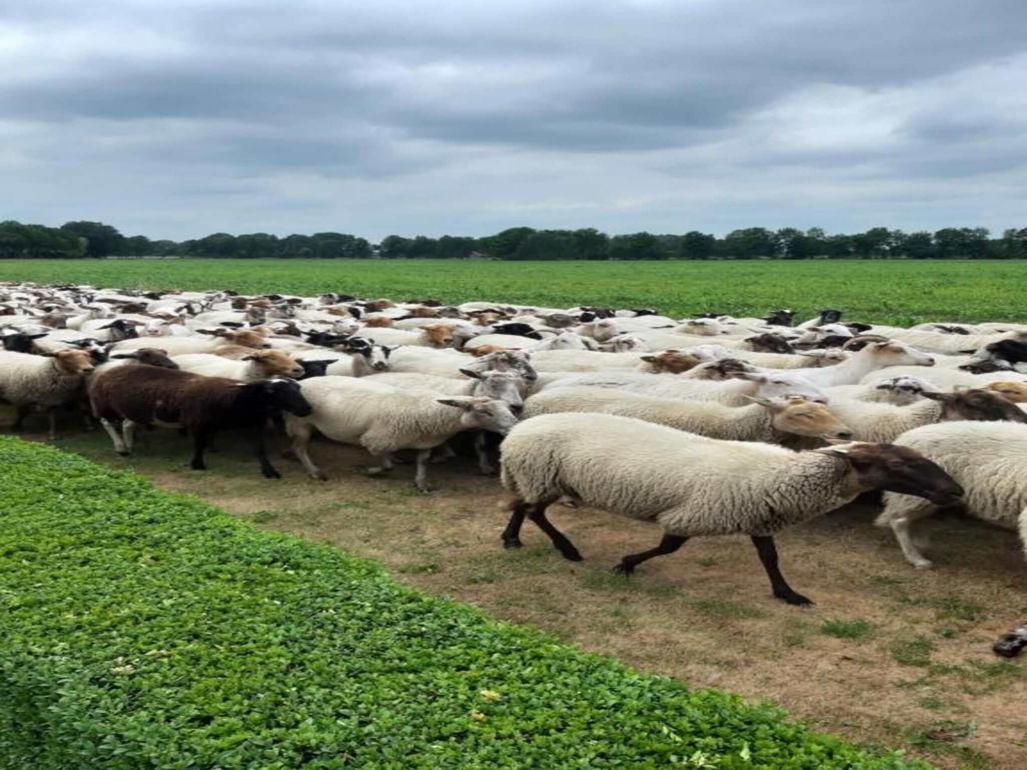 Chalet Egel in Hengelo - Foto 19 van 33