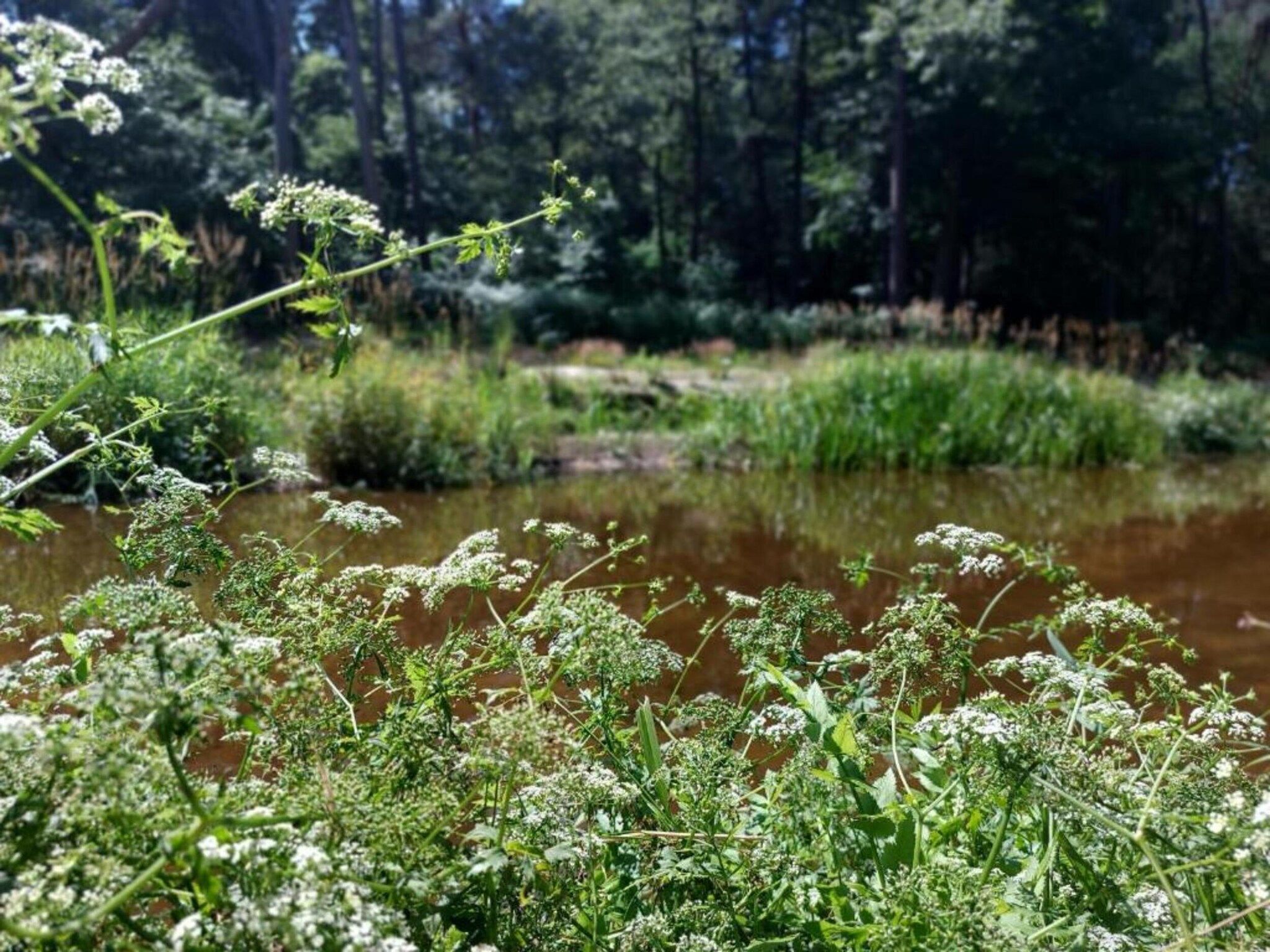 Chalet Egel in Hengelo - Foto 20 van 33