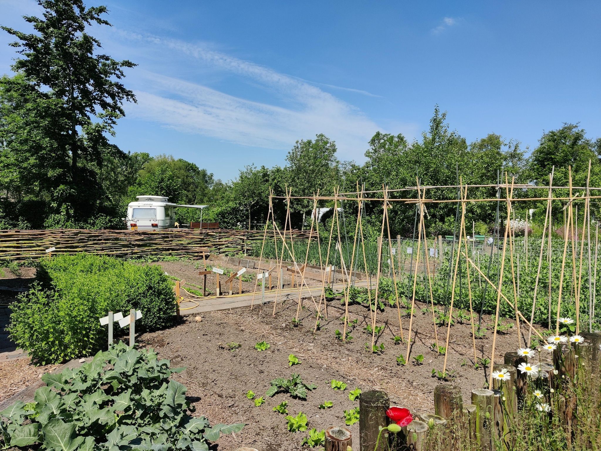 De tuin van Wetland Cabin 2 persoons (op Boetiekpark de Kas, Scherpenzeel, Friesland) in Scherpenzeel (FR)