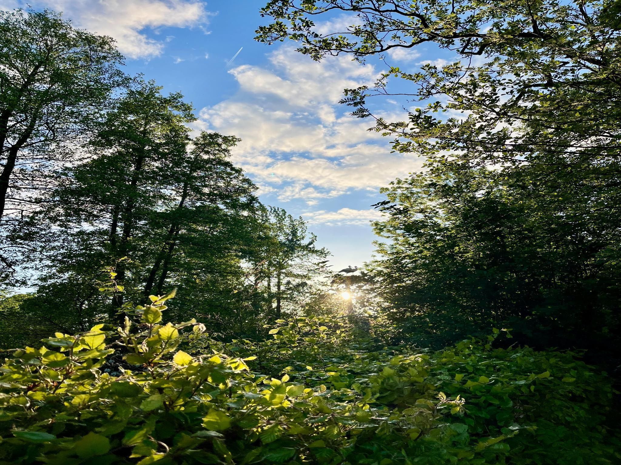 De tuin van Groepsaccommodatie + 4 large greenhouses (36 personen) in Scherpenzeel (FR)