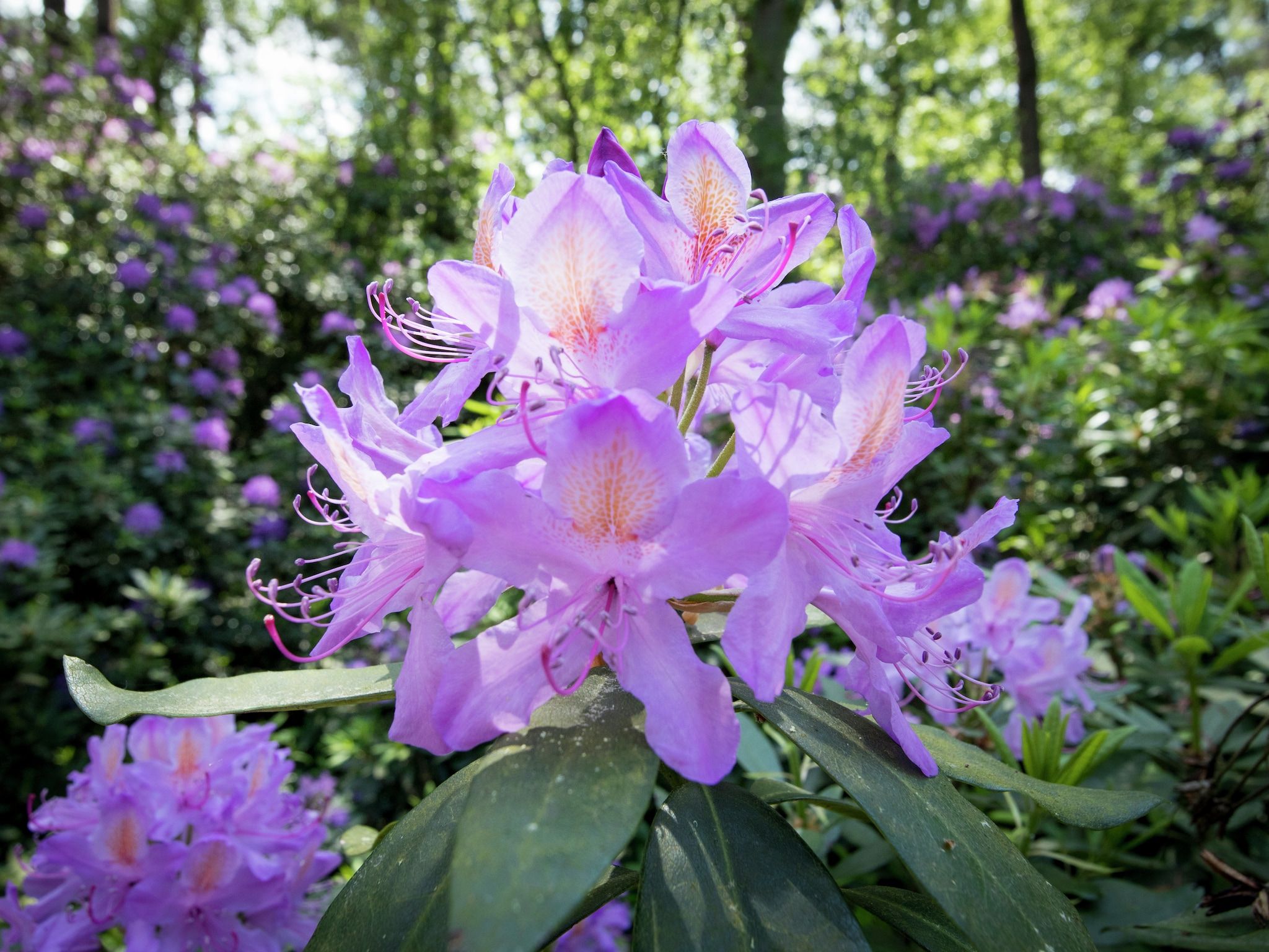 Sfeerbeeld van Ruischende Dennen in Huybergen