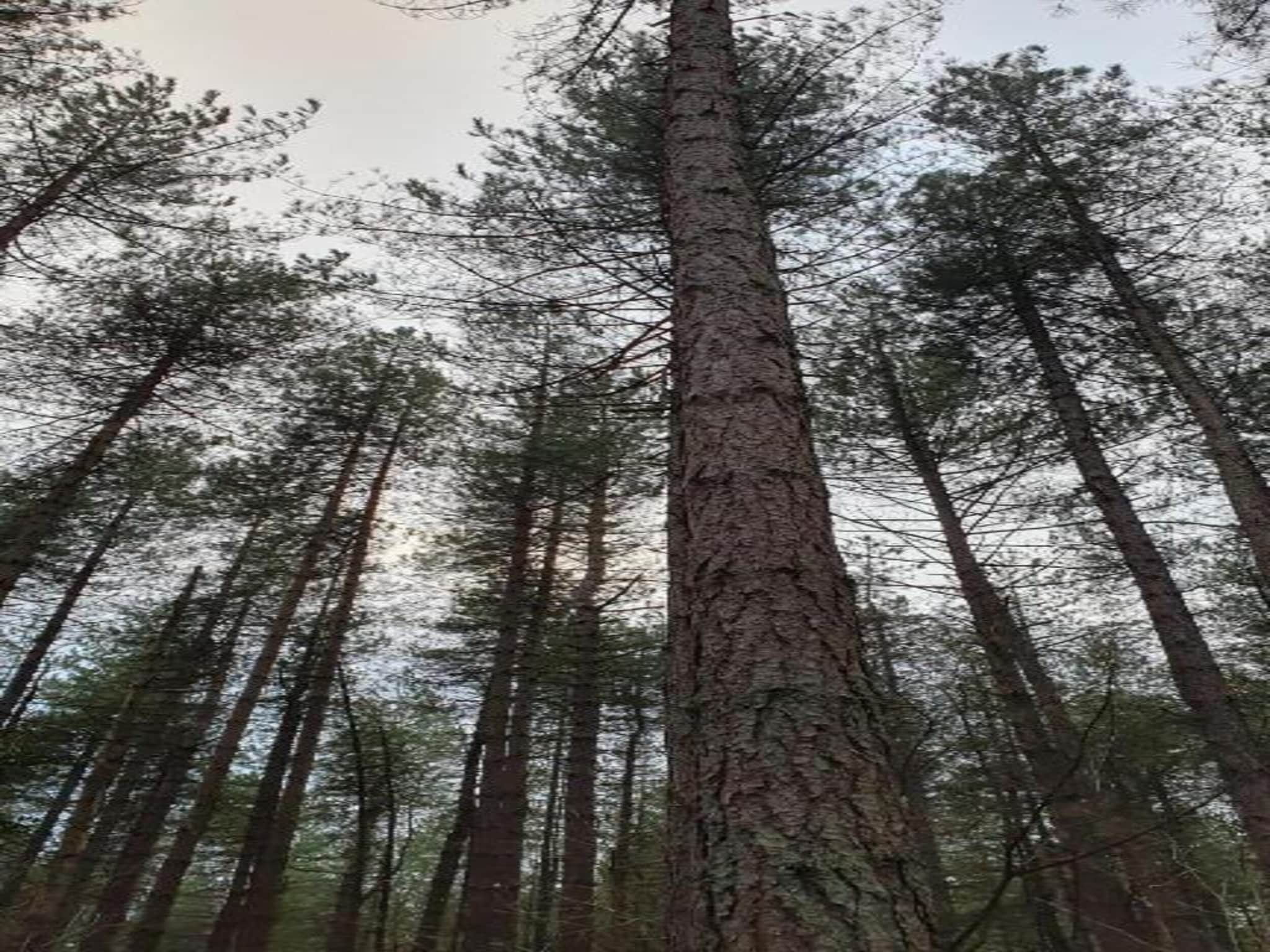 Ruischende Dennen in Huybergen - Foto 32 van 40