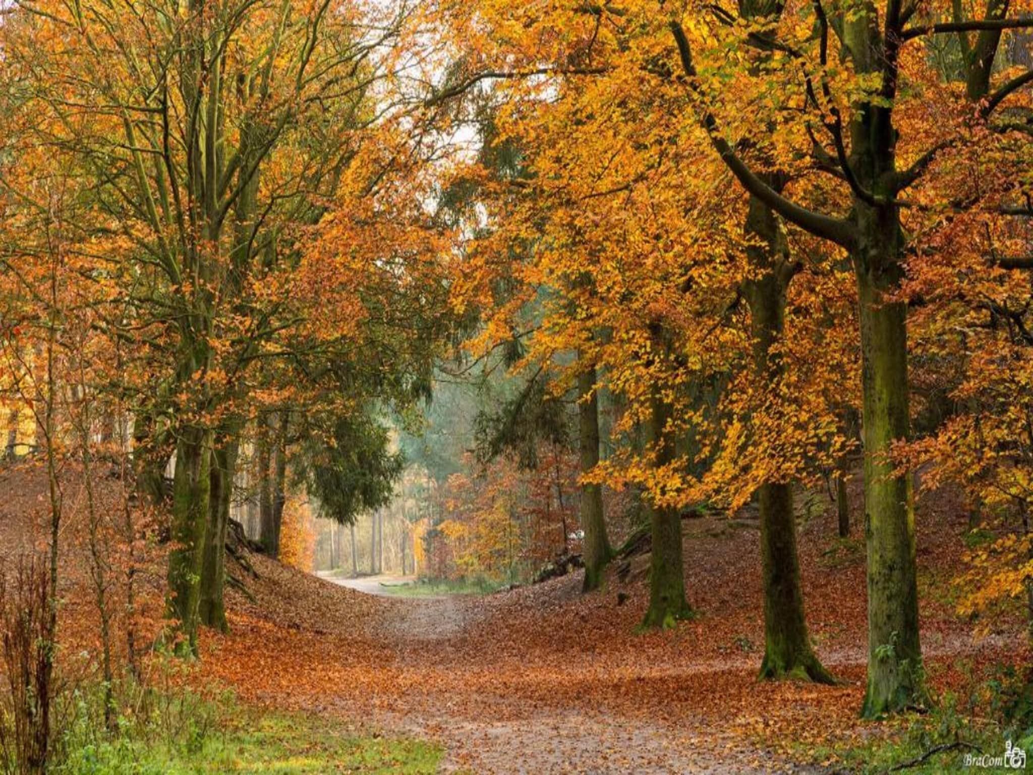 Ruischende Dennen in Huybergen - Foto 36 van 40