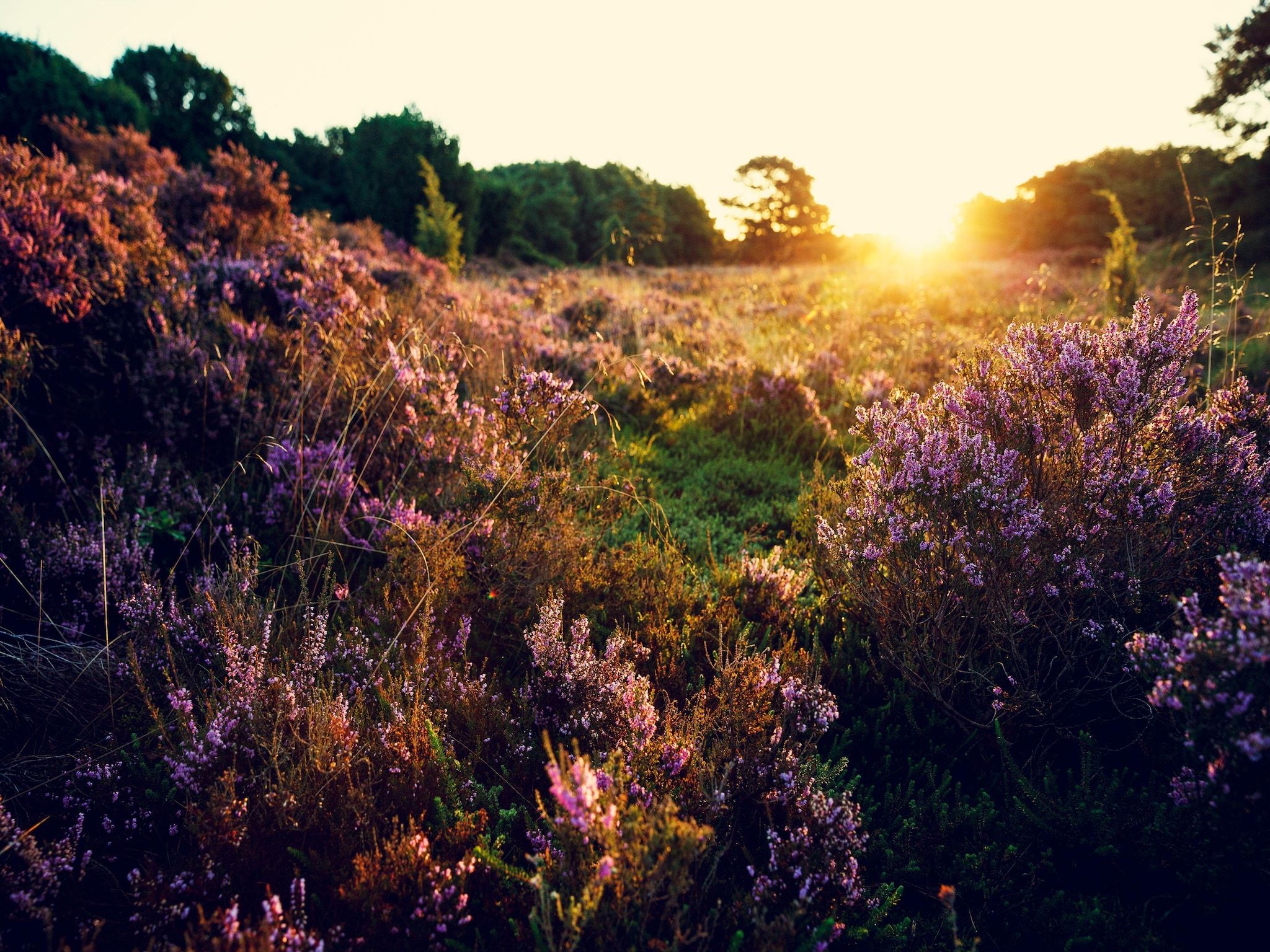 Zwanemeerbos Lifestyle in TA Gasselte - Foto 11 van 16