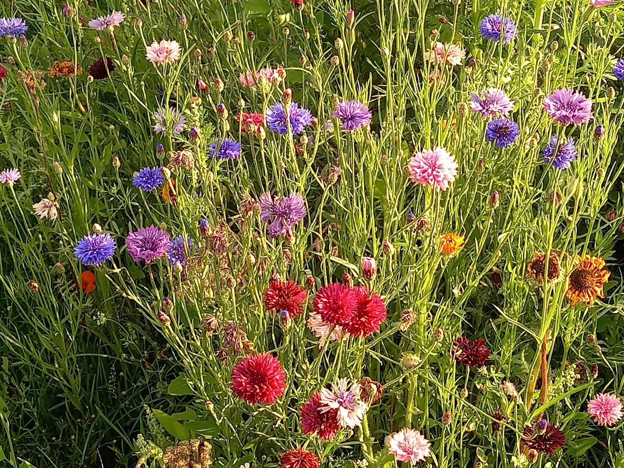 Sfeerbeeld van De Ree en de Specht in Oirschot