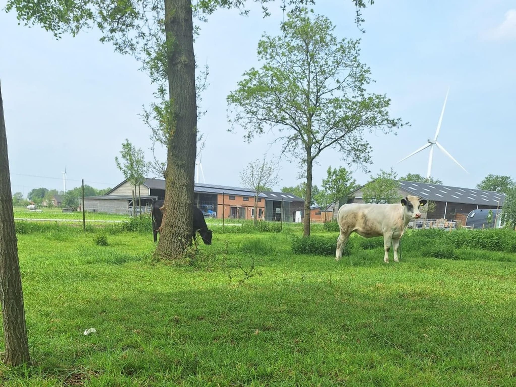 De Ree en de Specht in Oirschot - Foto 14 van 26