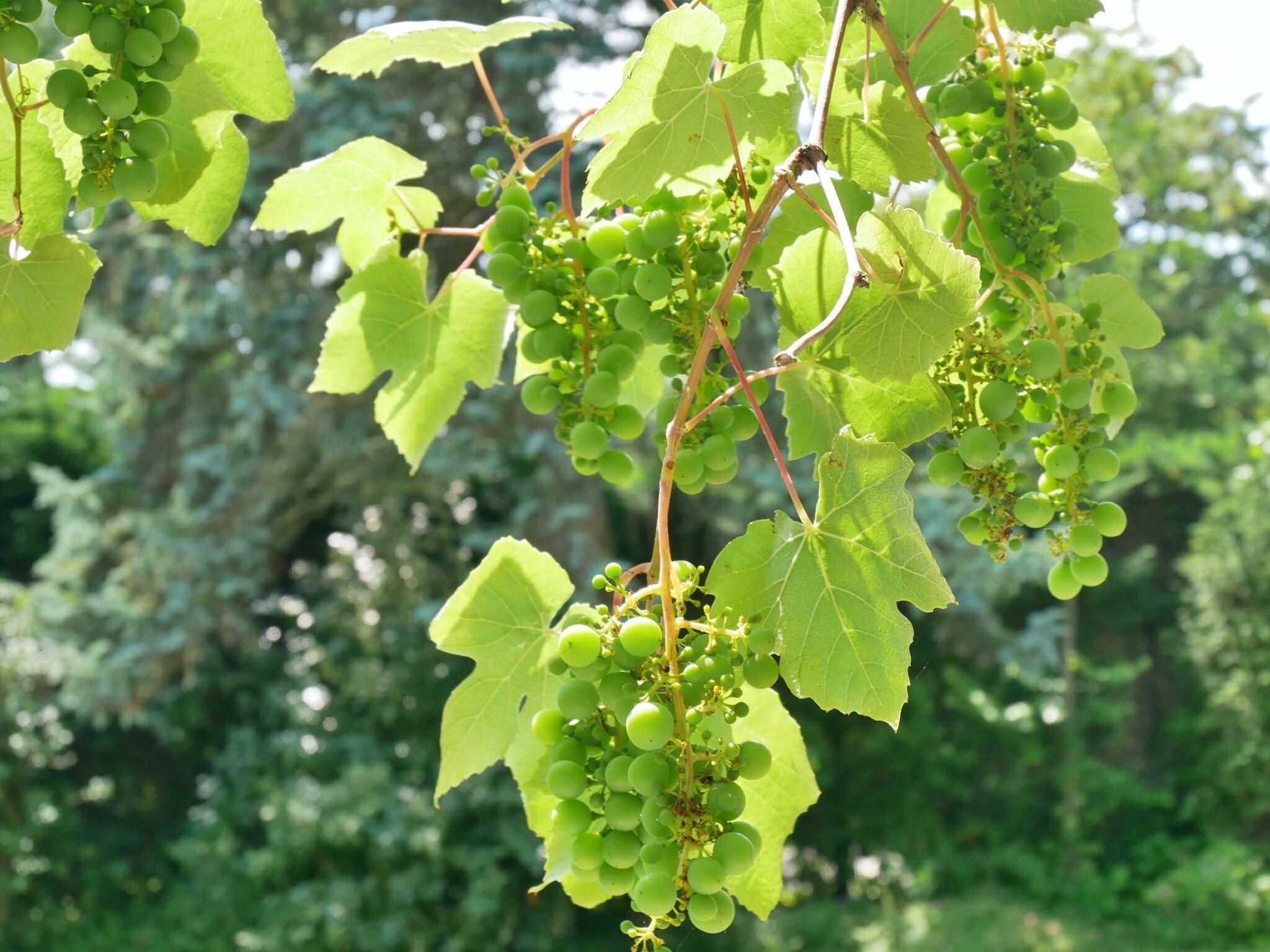 Sfeerbeeld van Banjaard - Schulte in Kamperland