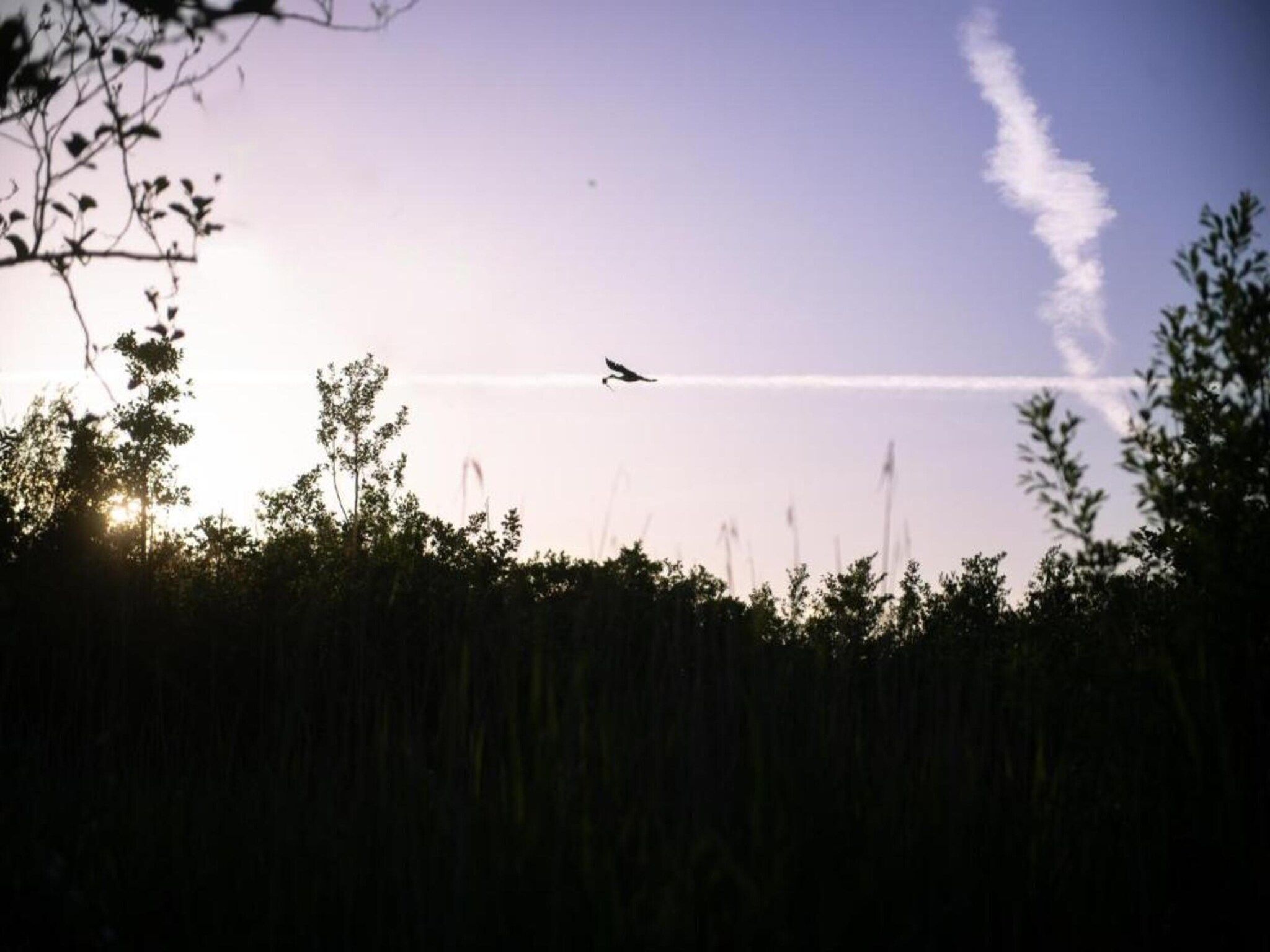 De omgeving van Chaletwoning in Sint Nicolaasga