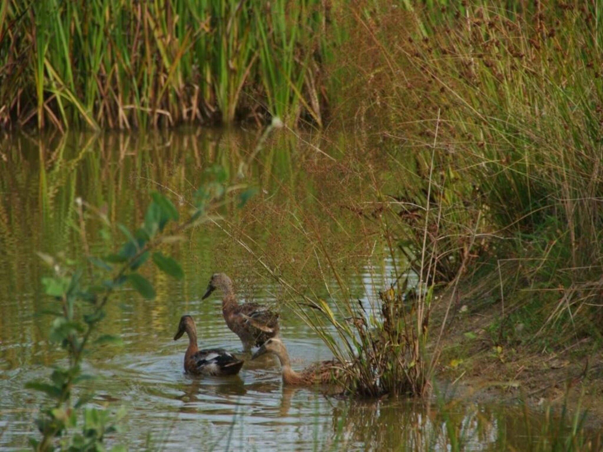 De omgeving van Chaletwoning in Sint Nicolaasga