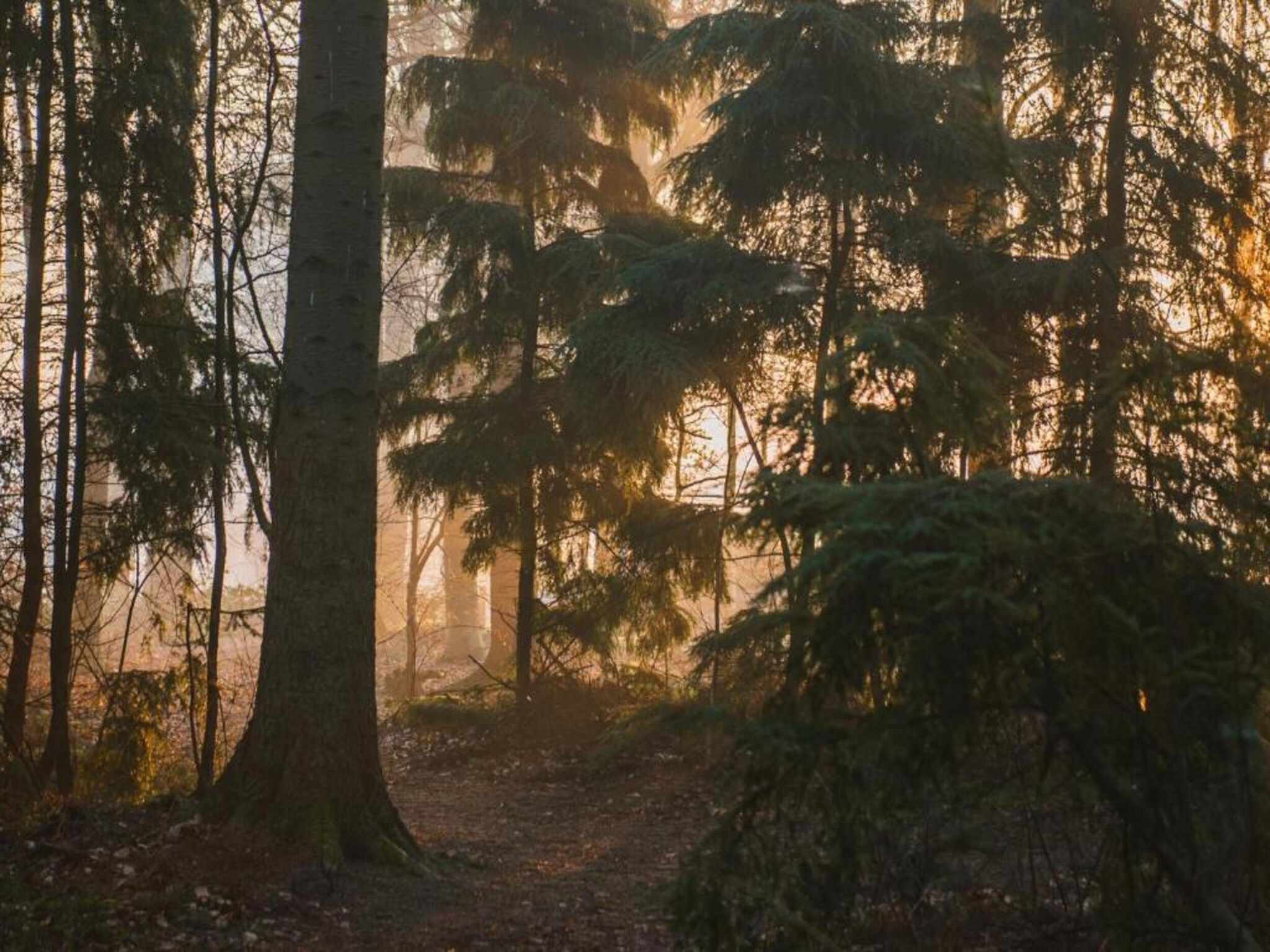 Chaletwoning in Sint Nicolaasga - Foto 33 van 38