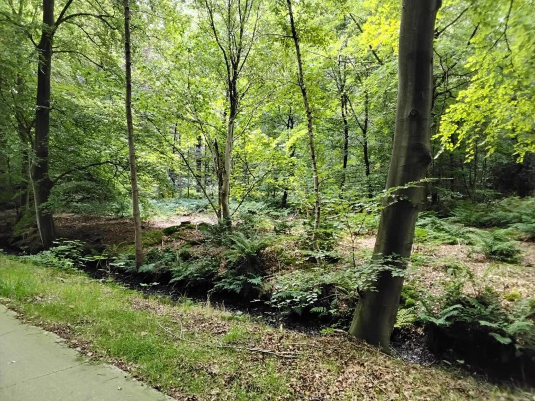 De omgeving van Chaletwoning in Sint Nicolaasga