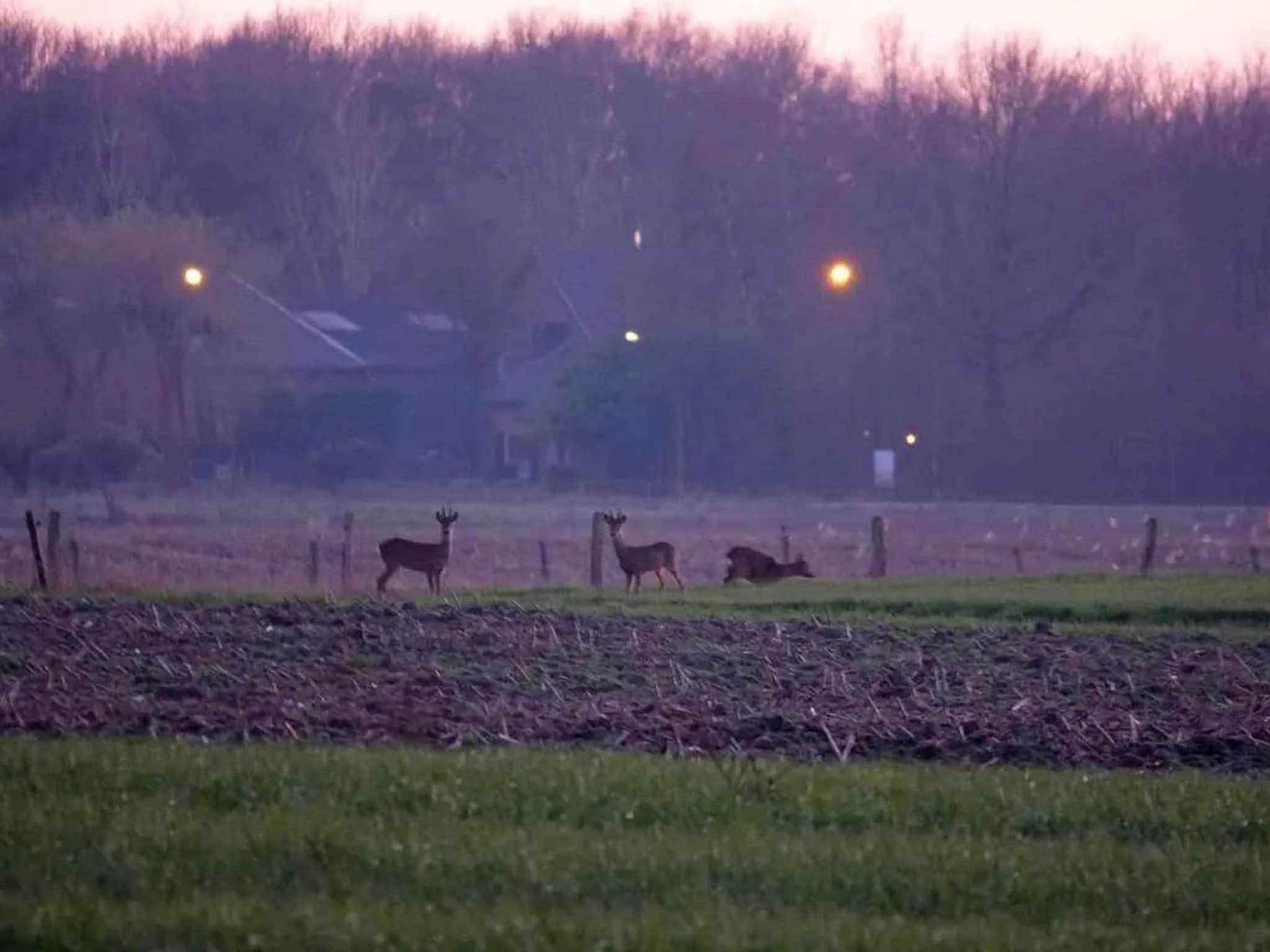 De omgeving van 6 - Person Forest Pet & Family Bungalow in Ewijk
