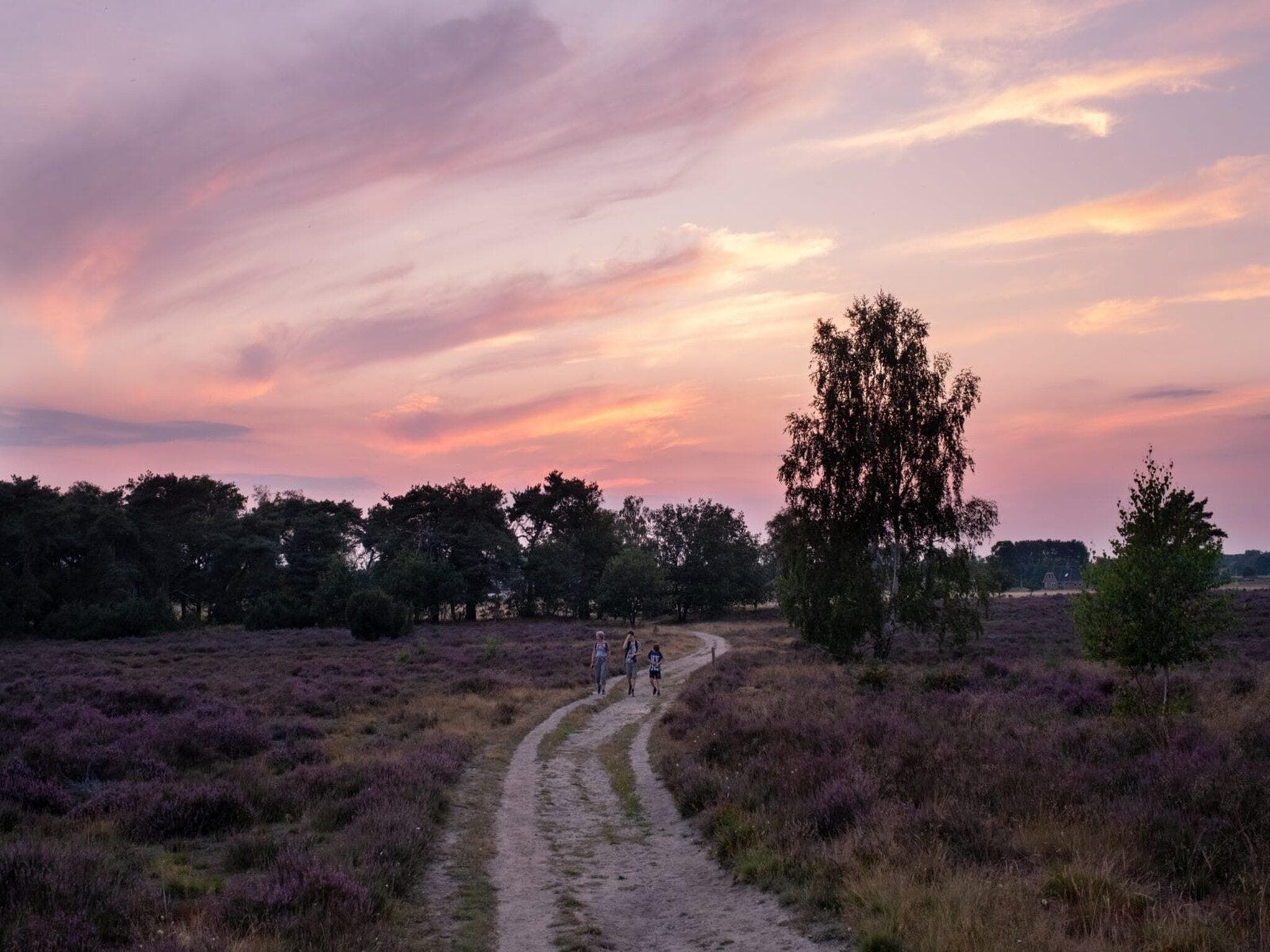 De omgeving van Forest doglodge with hot tub | 4 people in Rijssen
